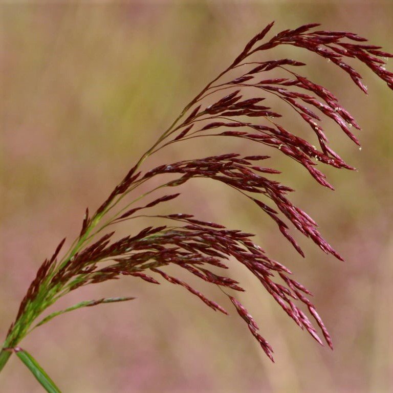 tridens flavus.jpeg