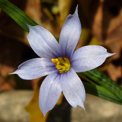sisyrinchium_angustifolium.jpg