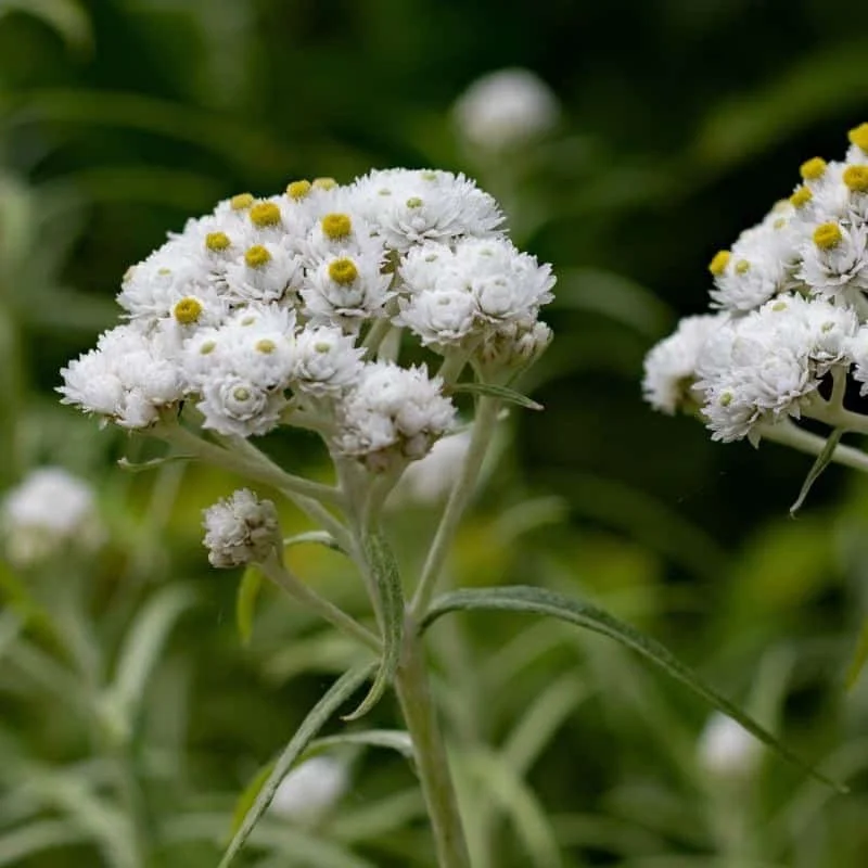 Anaphalis margaritacea