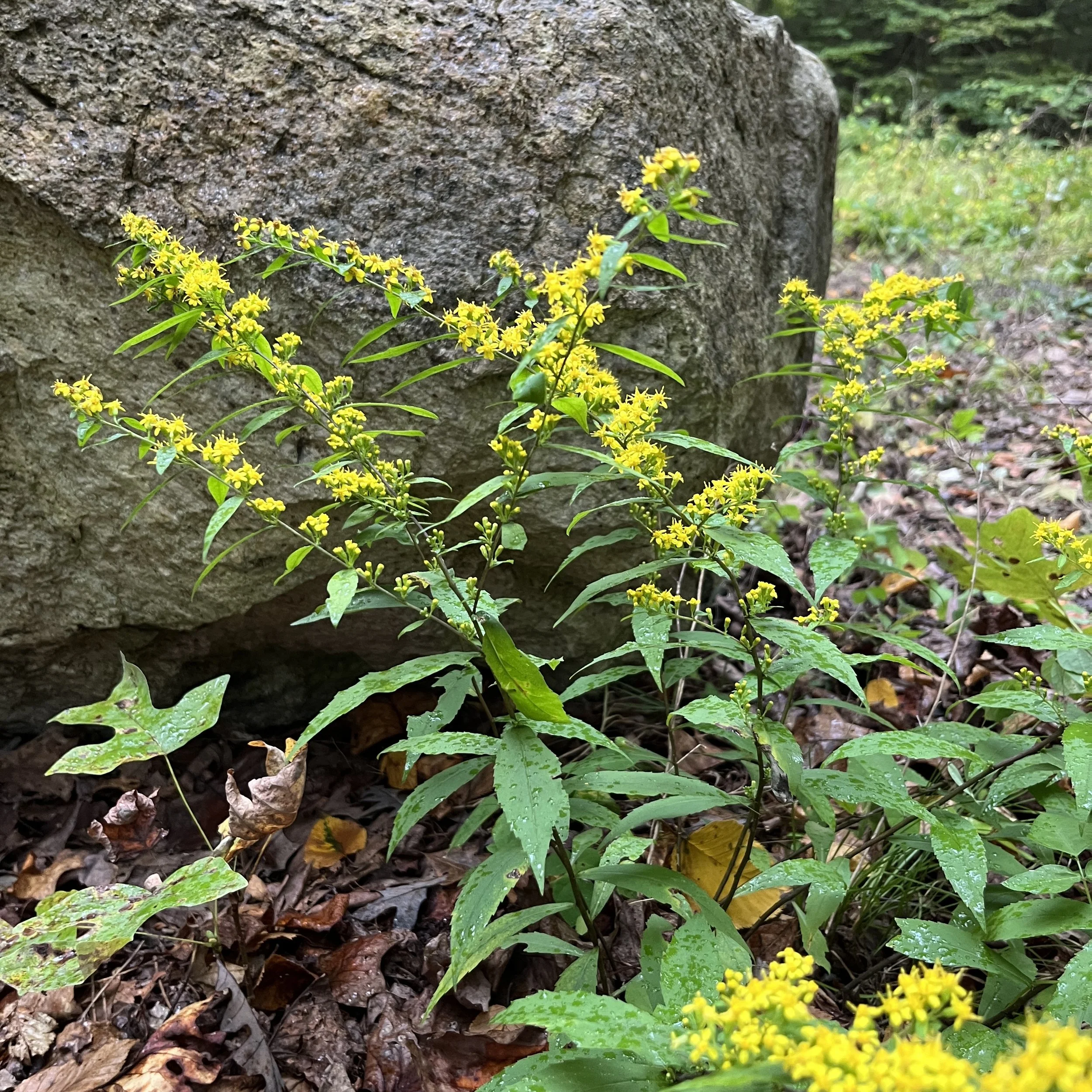 Solidago caesia