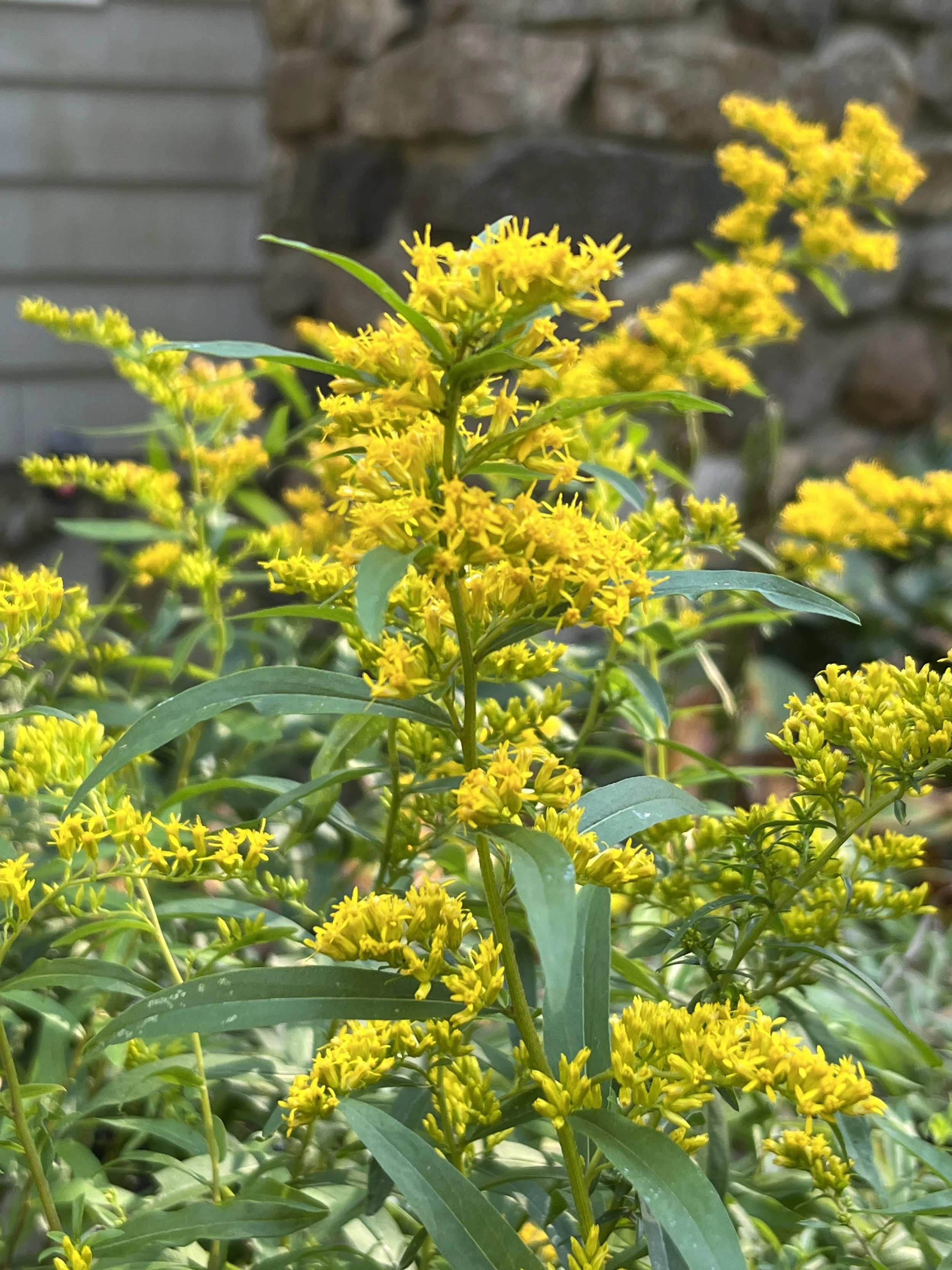 Solidago odora