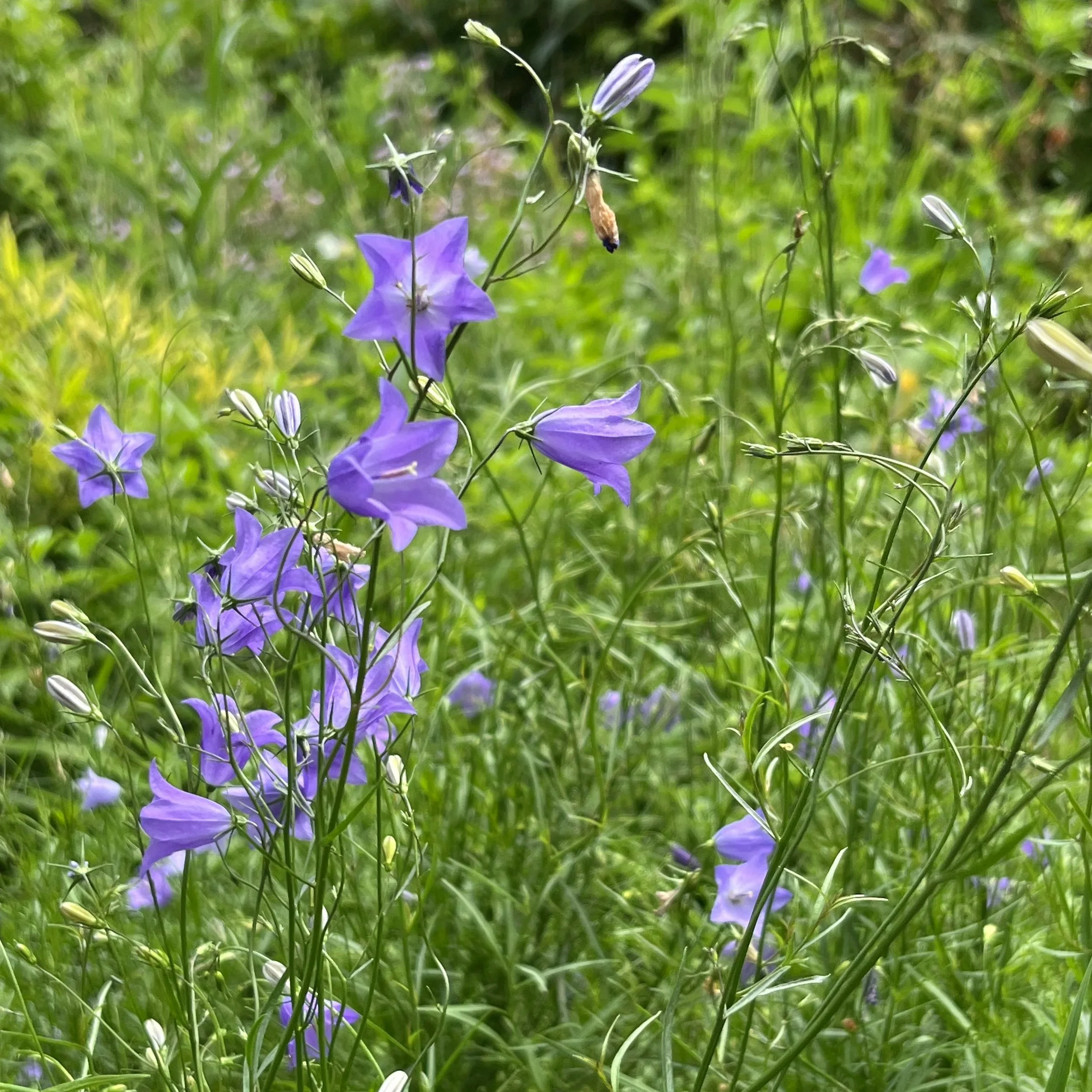 Campanula rotundifolia