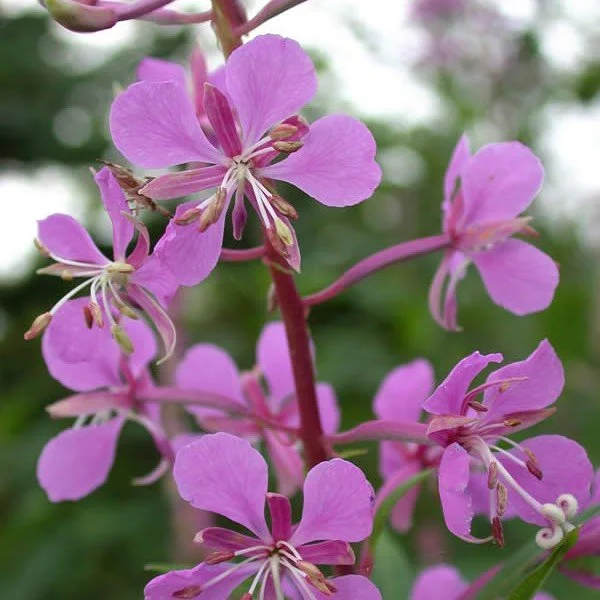 Chamaenerion angustifolium