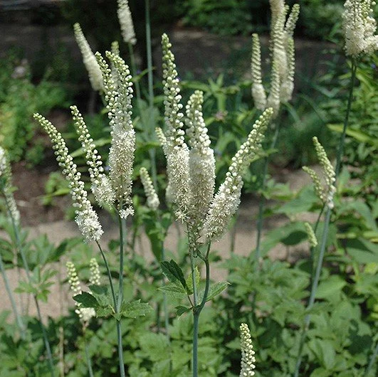 Actaea racemosa