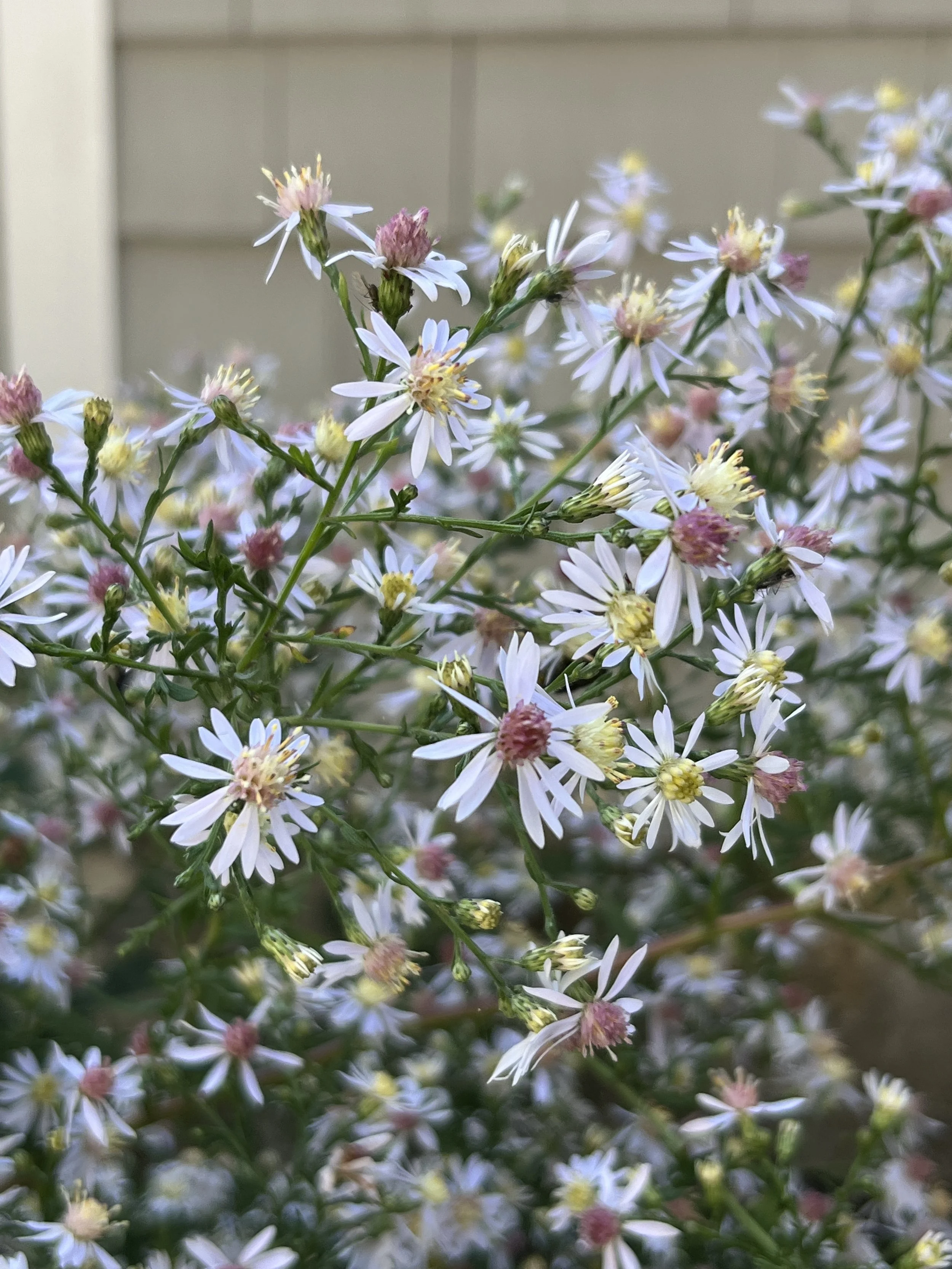 Symphyotrichum cordifolium