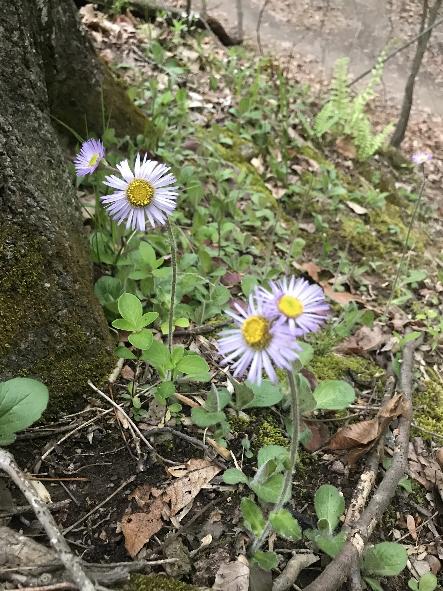Erigeron pulchellus