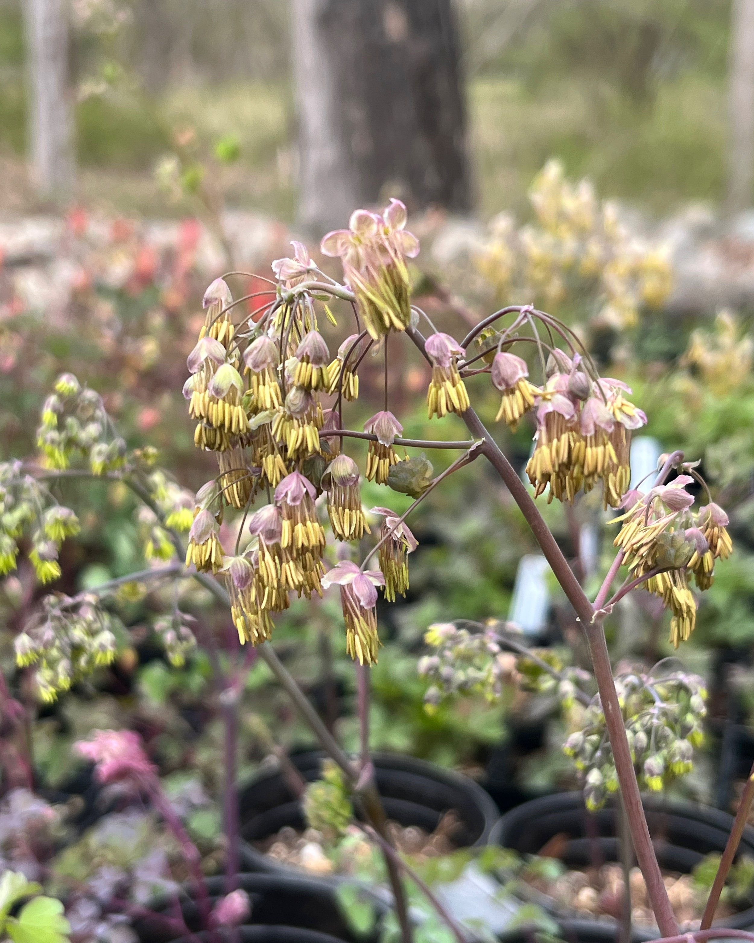 20250421_202829680_iOS 1.jpg