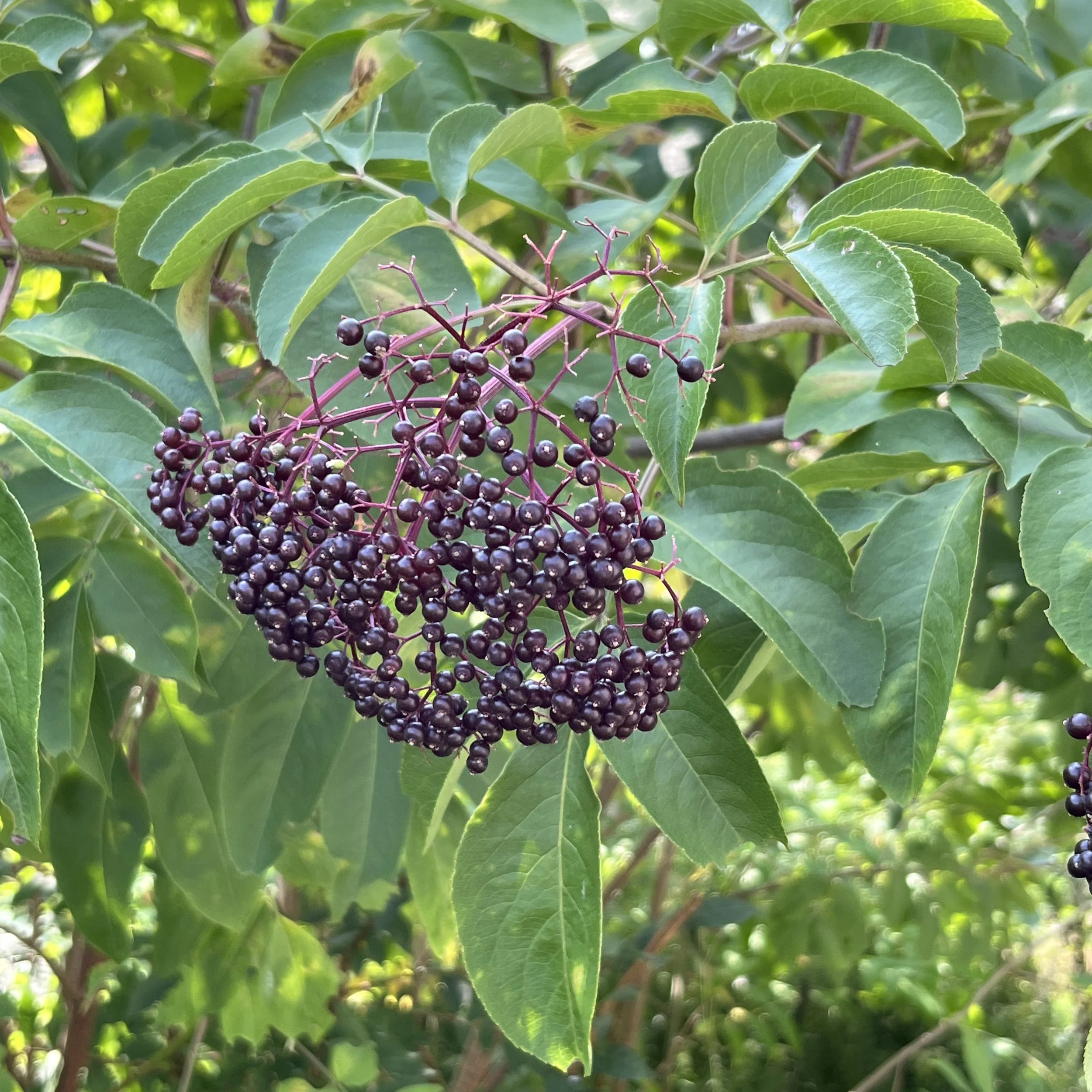 Sambucus canadensis