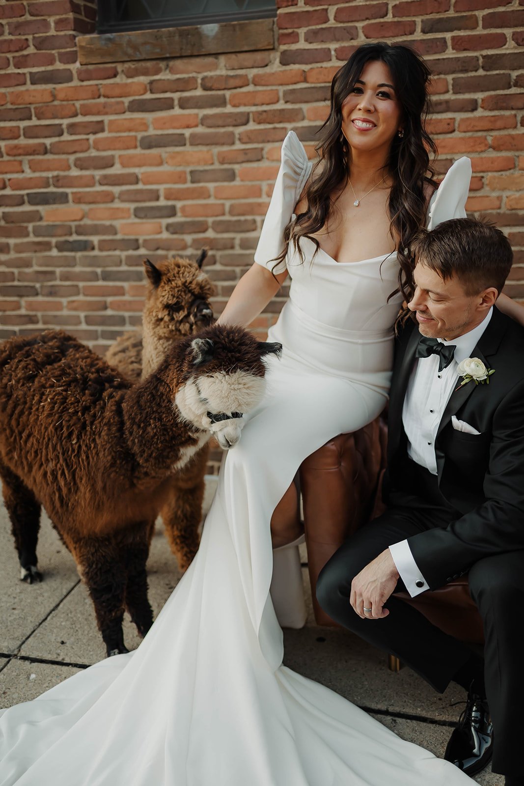  A bride and groom sit on a couch outside a brick wedding venue next to a pair of alpacas. The groom looks at the alpacas, smiling, and the bride smiles with her hand on one of the alpacas. 
