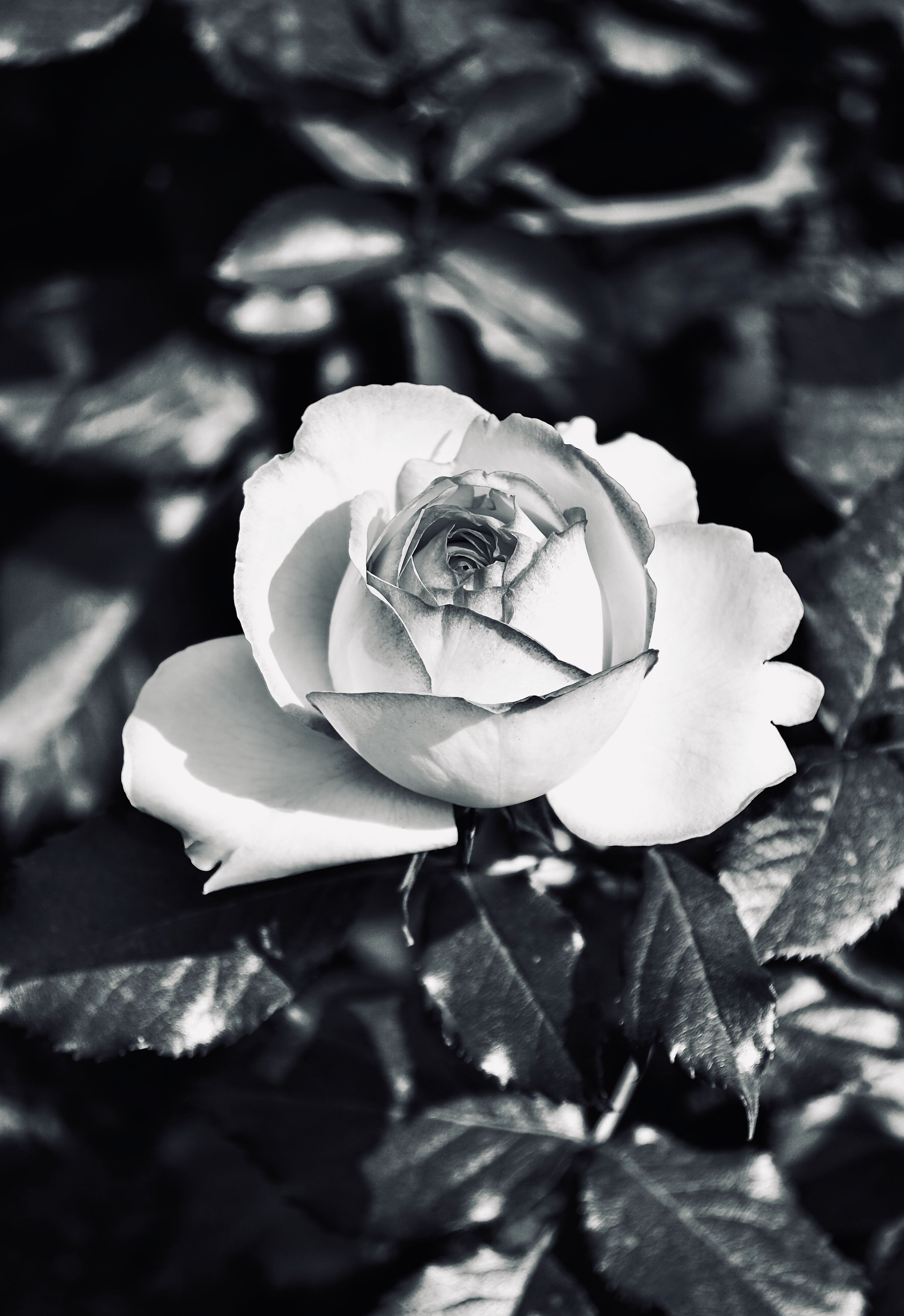 Une fleure blanche qui symbolise que le deuil fait parti de la transition vers la ménopause