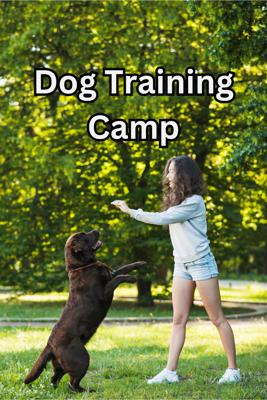 Dog Trainer Summer Camp (Ages 12+)