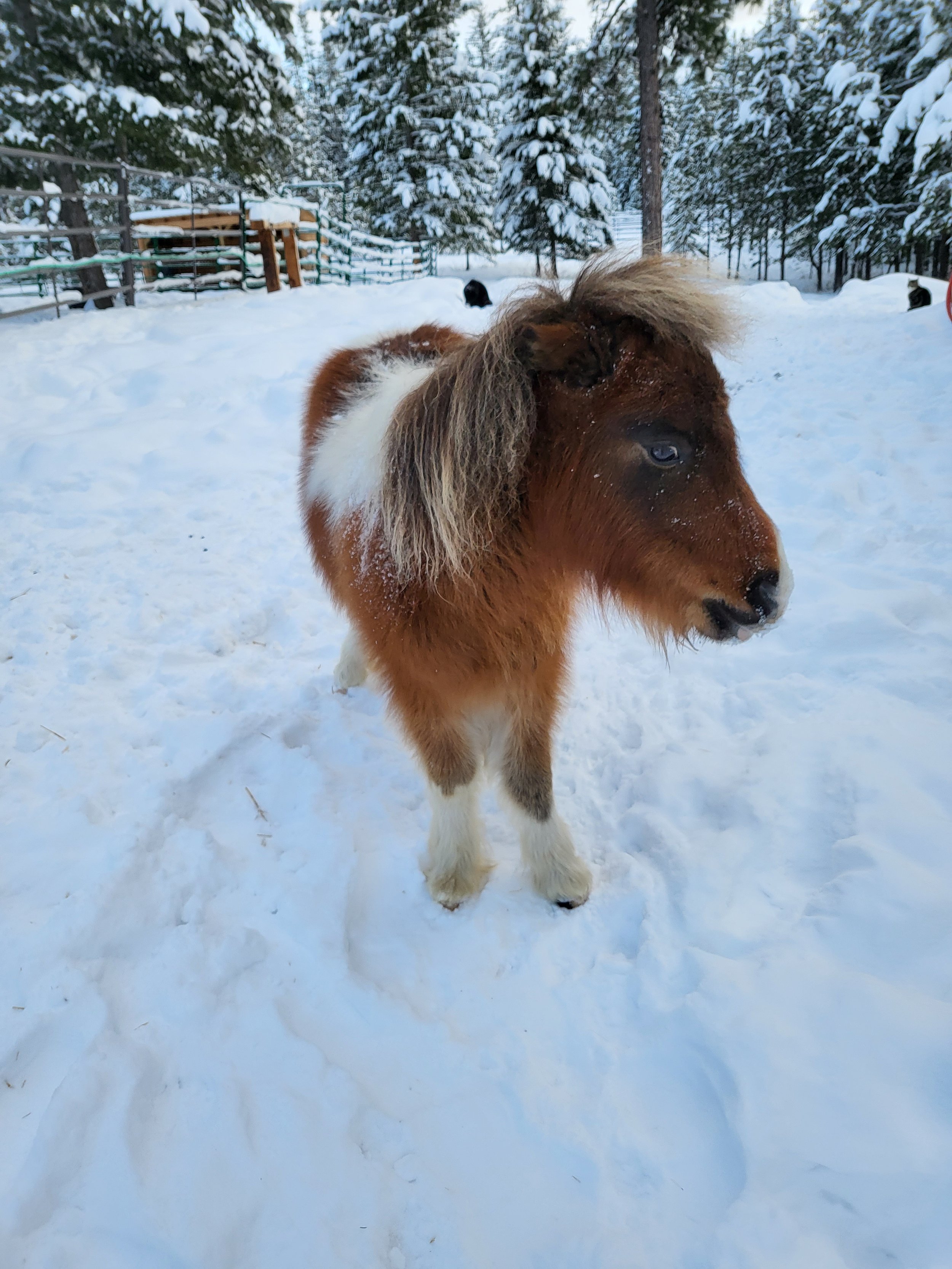 Another fuzz ball, Razzle dazzle.