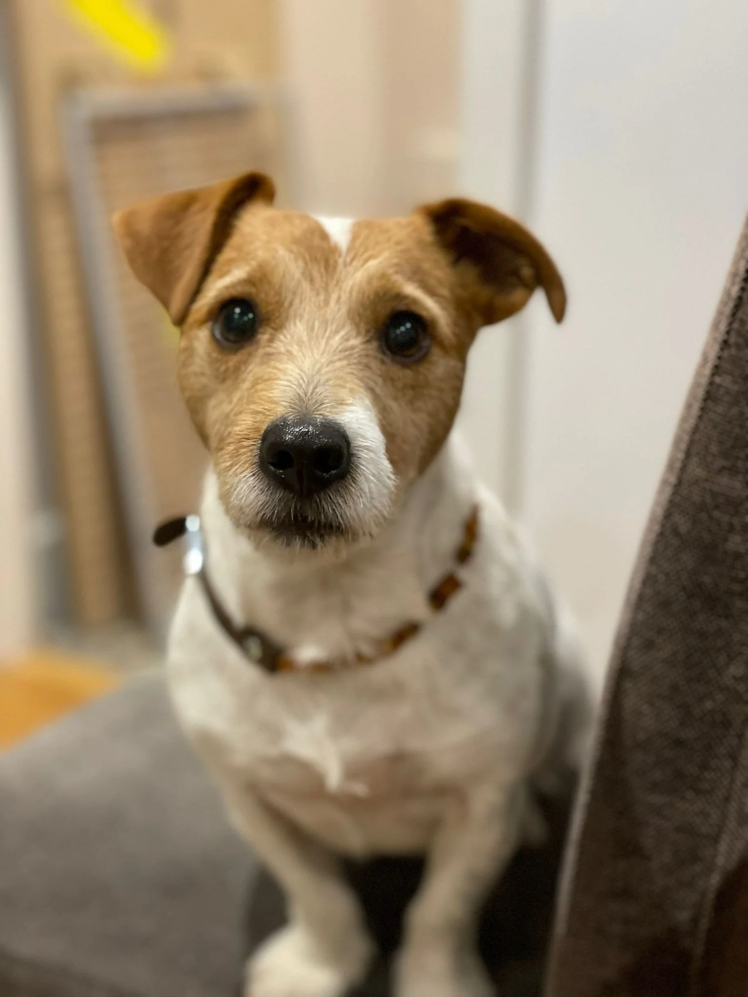 Pampered Dogs Grooming Salon Fordingbridge & Wilton