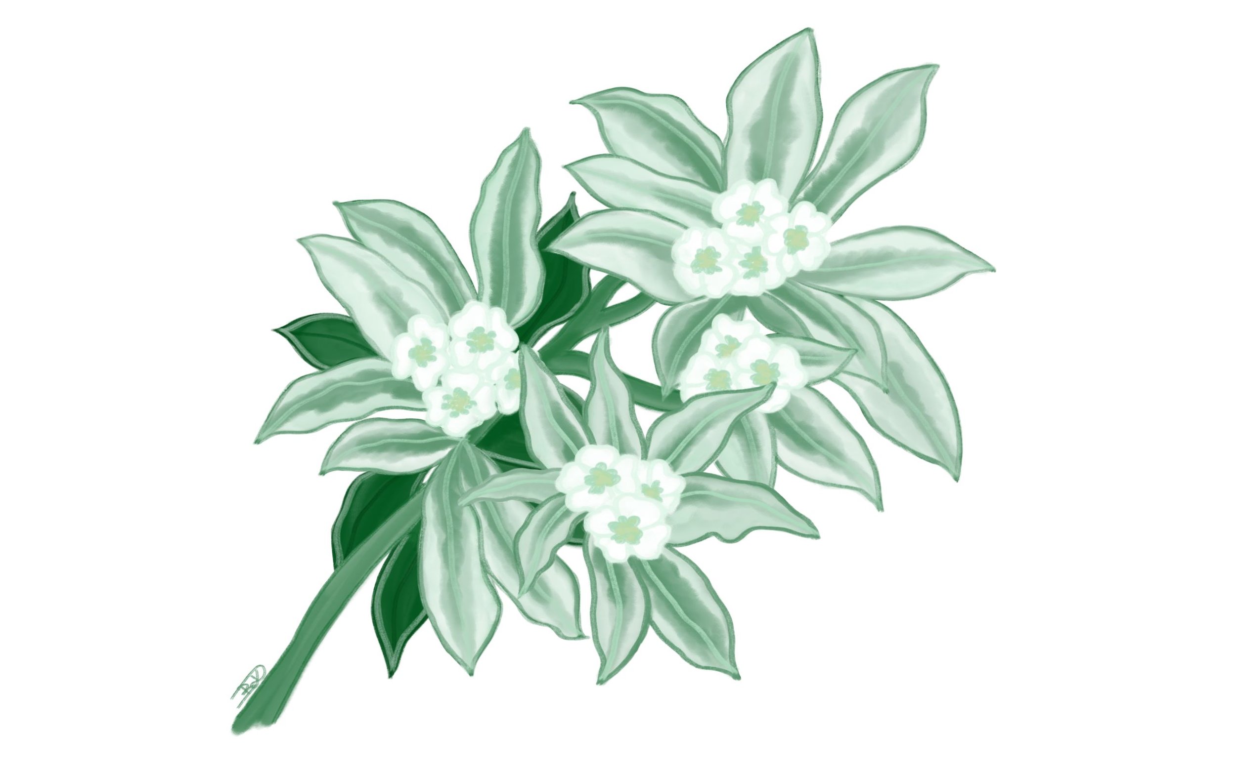 Jégvirág csoport kezdő képzés 