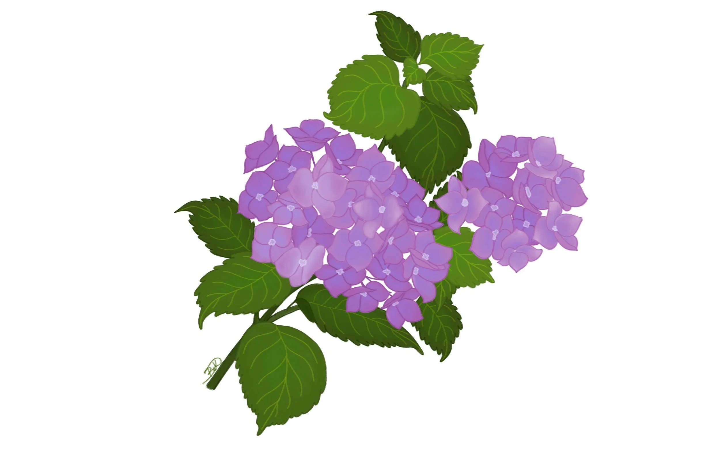 Hortenzia csoport kezdő tanfolyam 