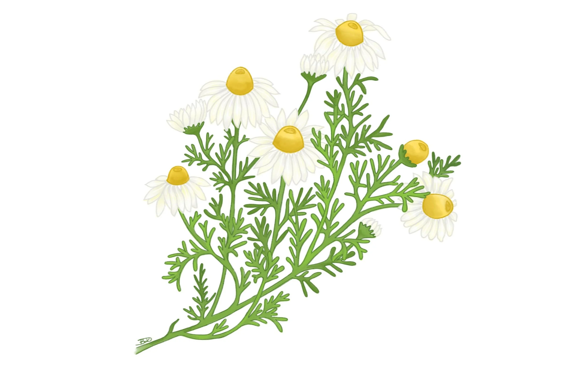 Kamilla csoport kezdő képzés 