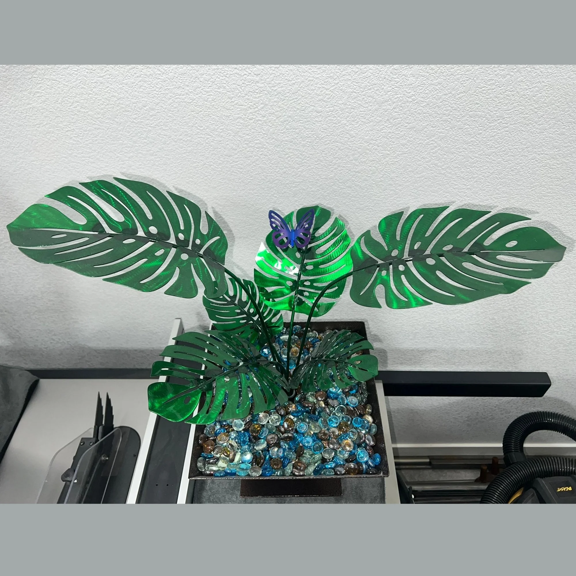 Monstera Plant