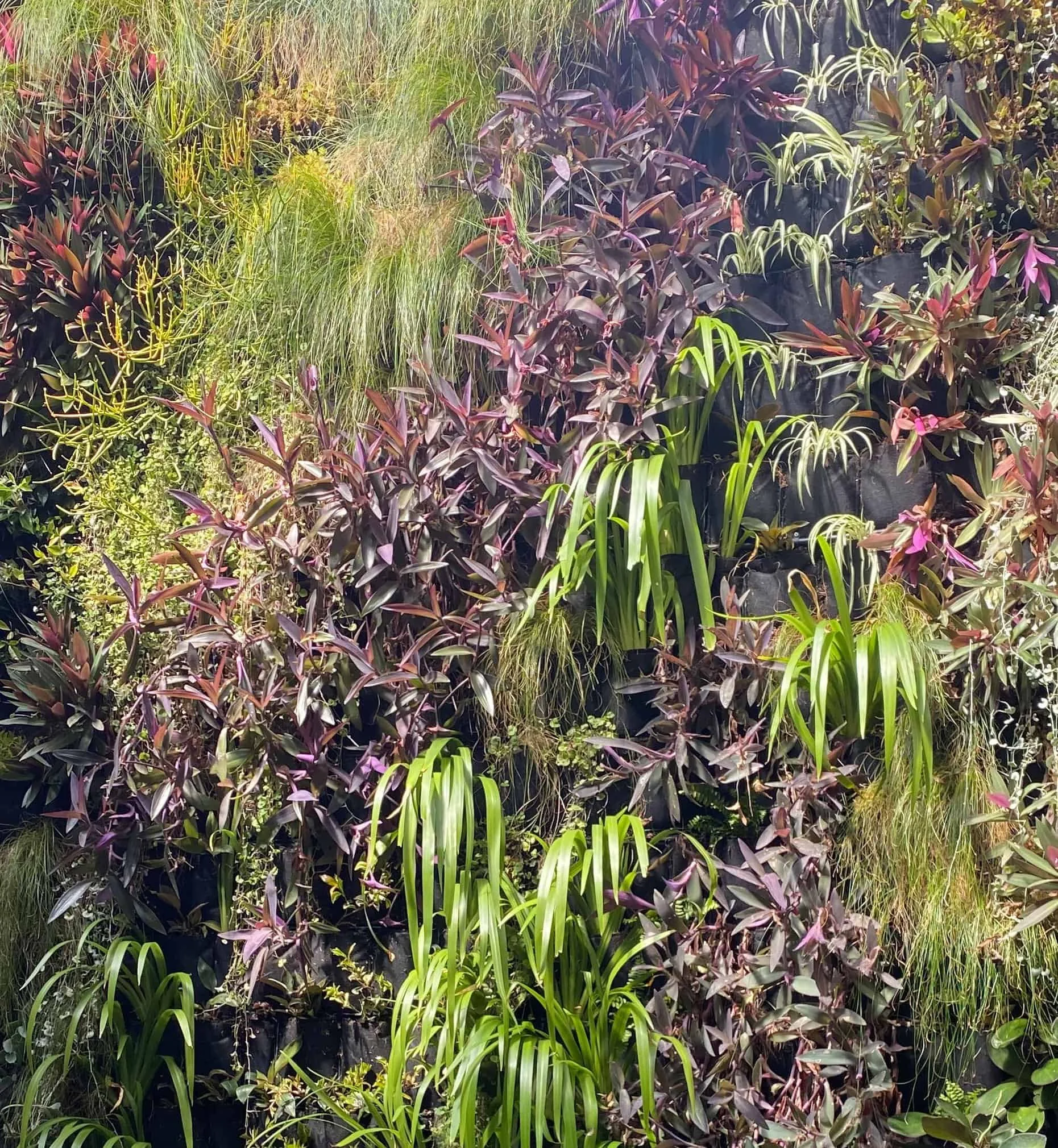 Newtown Residential Green Wall Case Study CityForest