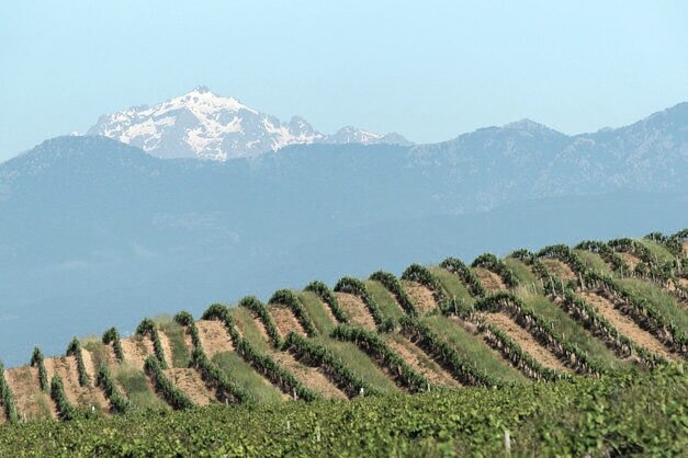 corsica-vineyards-2.jpg