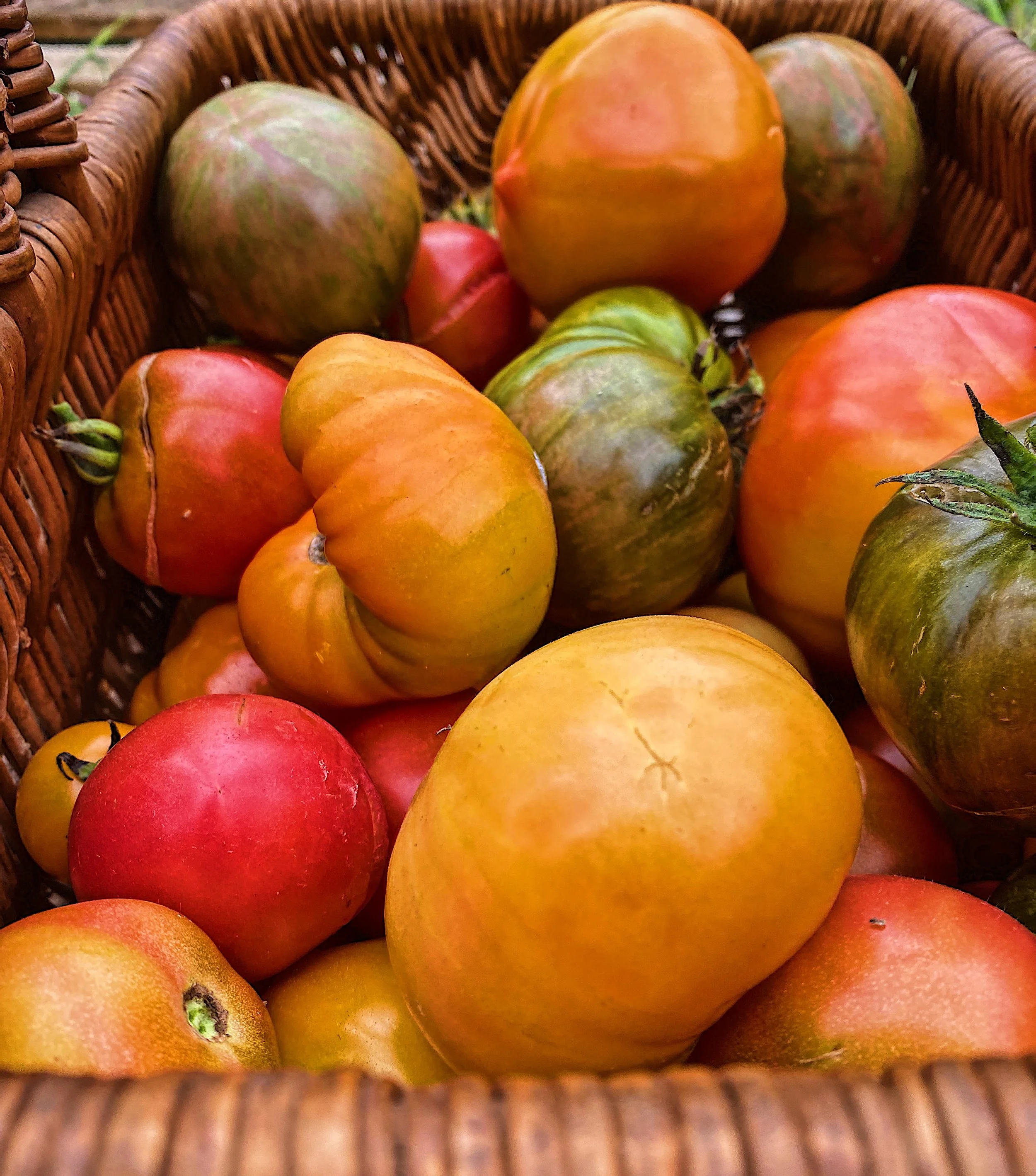 Heirloom Tomato Harvest