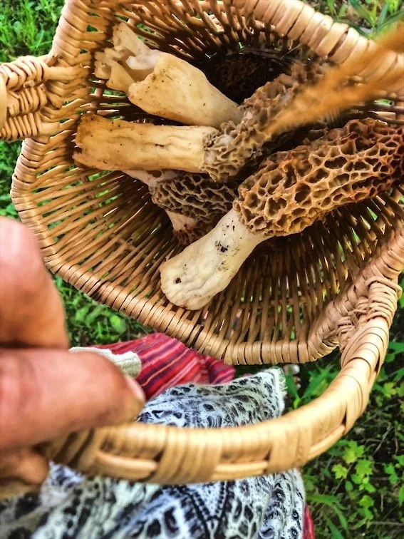 Morel foraging 2020