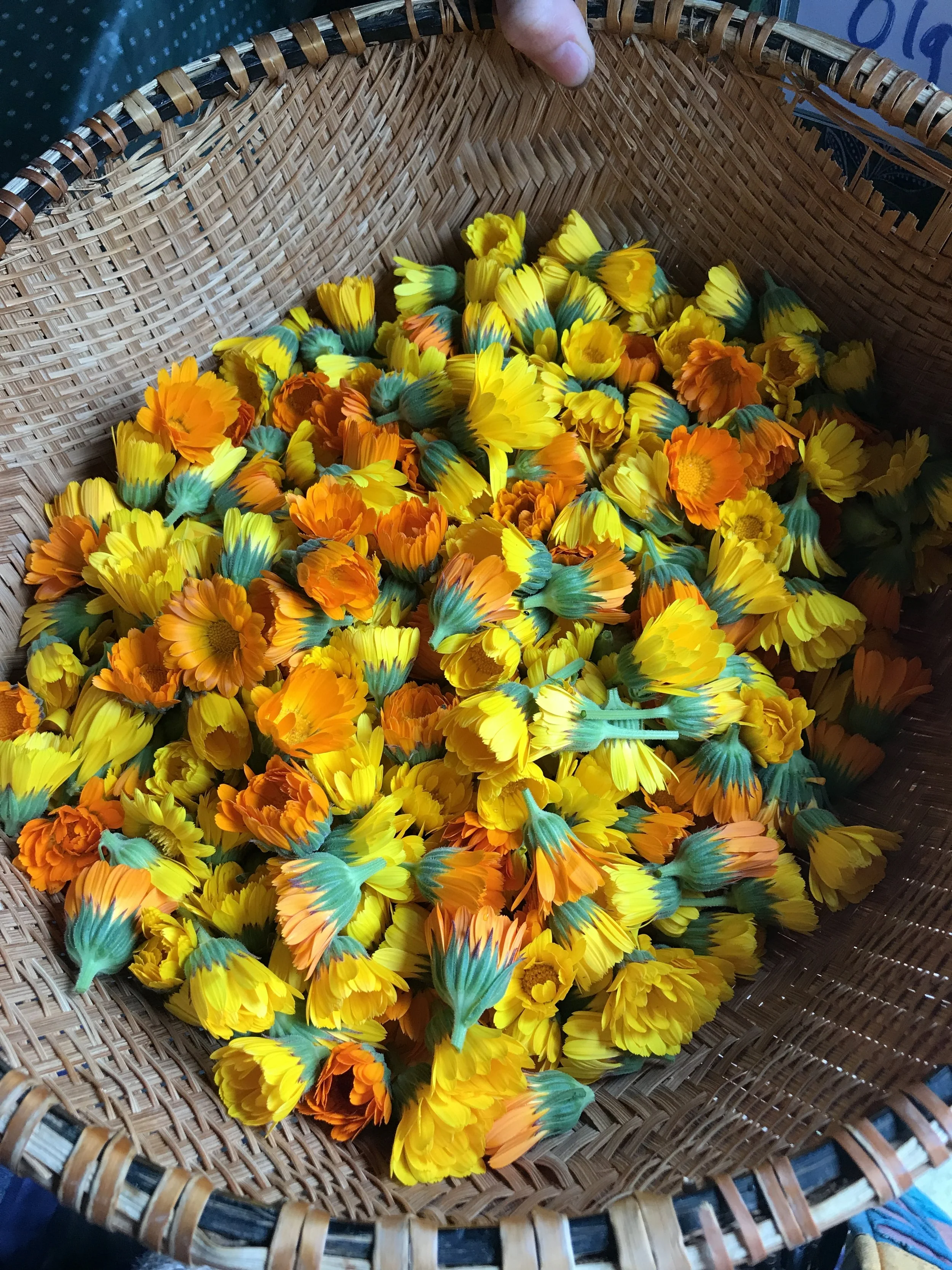Calendula Harvest 2018