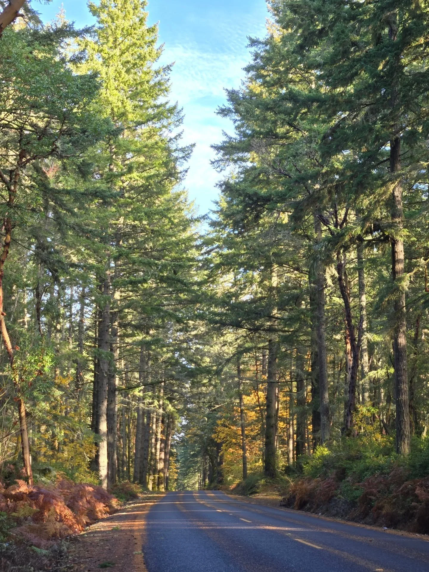 This is my daily walk view. I do not take this for granted. It is beautiful here in the fall. I love to see leaves falling so effortlessly, just a slight brush with the wind and it falls down so gracefully.
Everything is temporary. Soon I won&rsquo;t