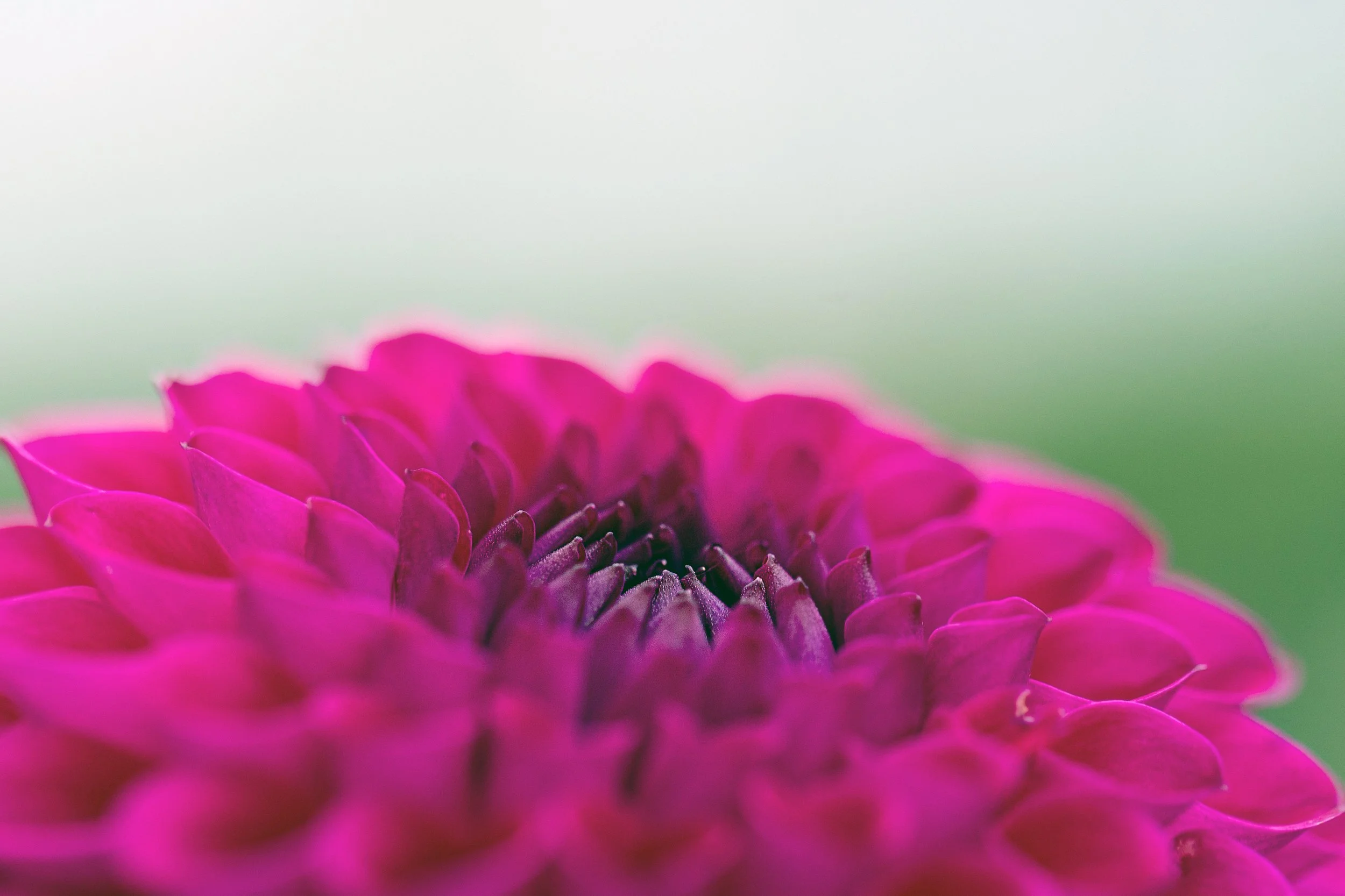 4L1A9750 copy crop.jpg