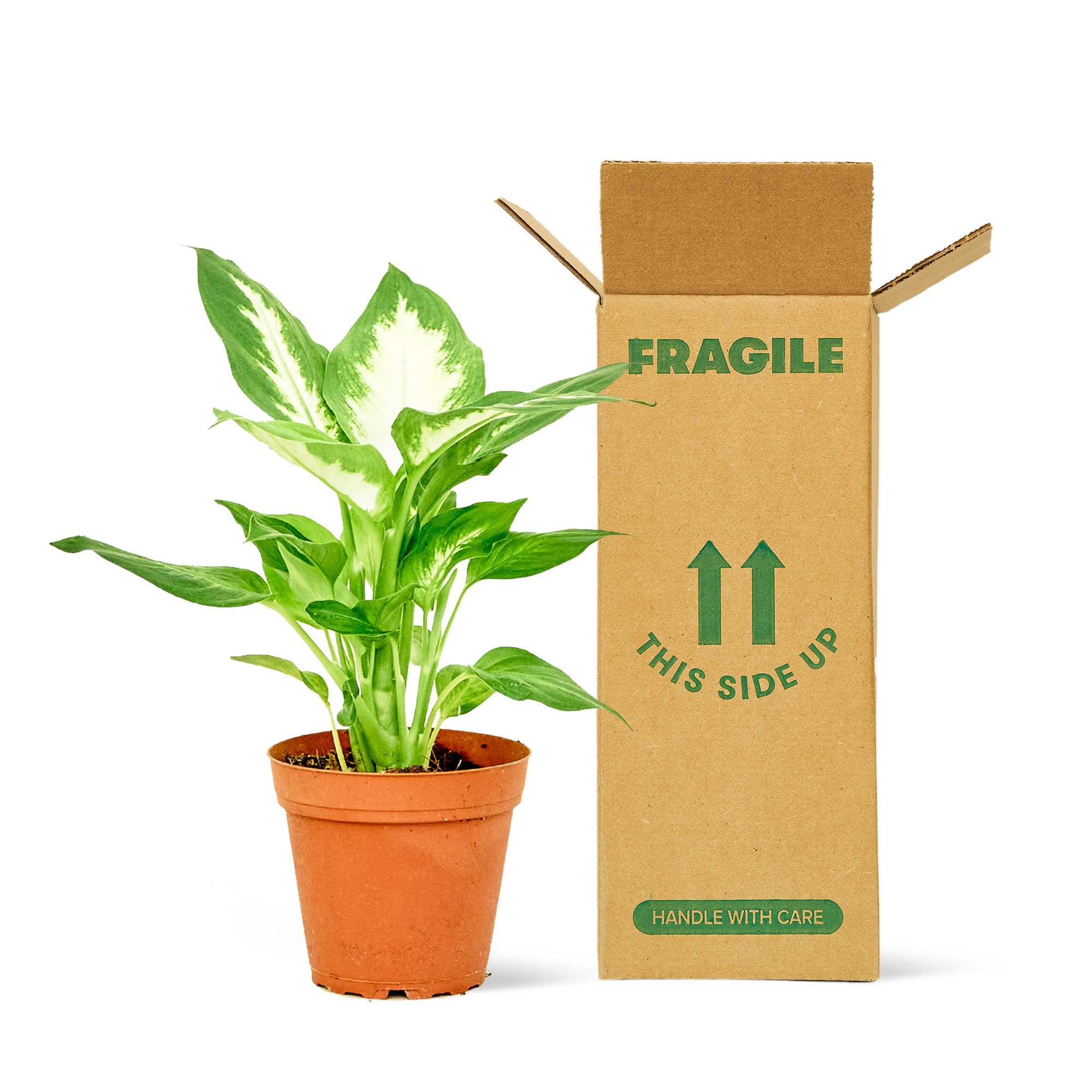 SAMPLE_PLANT2.png