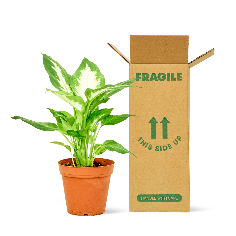 Plantboy Shipping Sample  Plantboy Live Plant Dropship