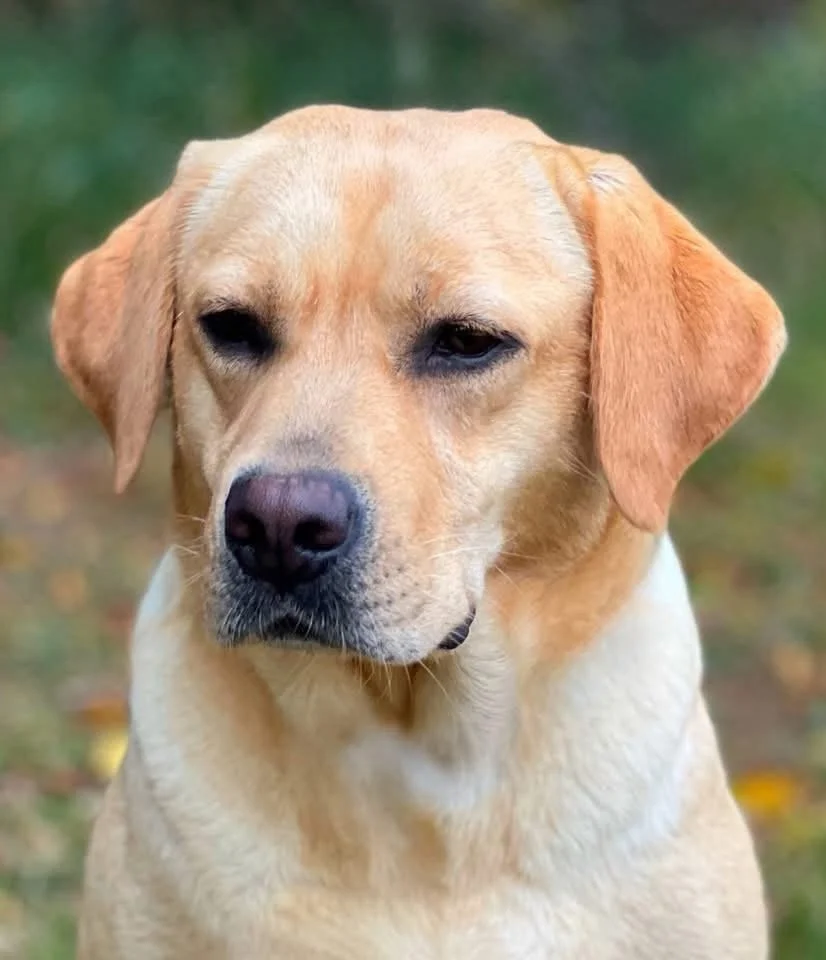 Matti 6 year old retirement female