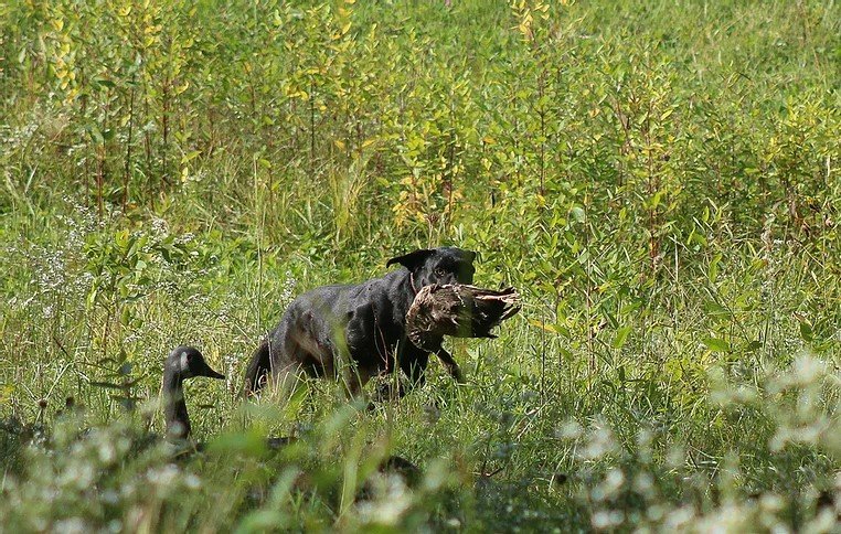 Zac Hunting.jpeg