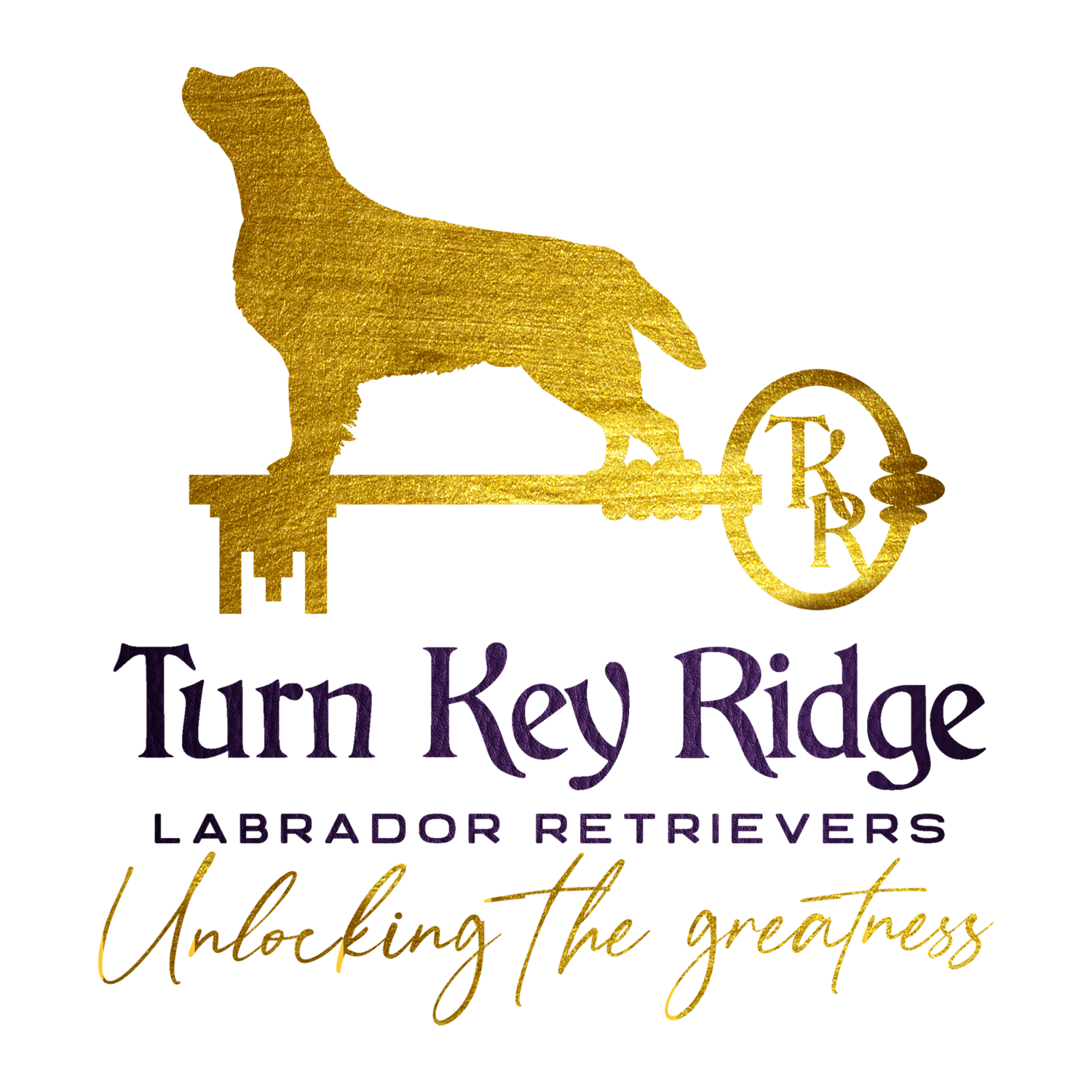 Turn Key Ridge Labradors