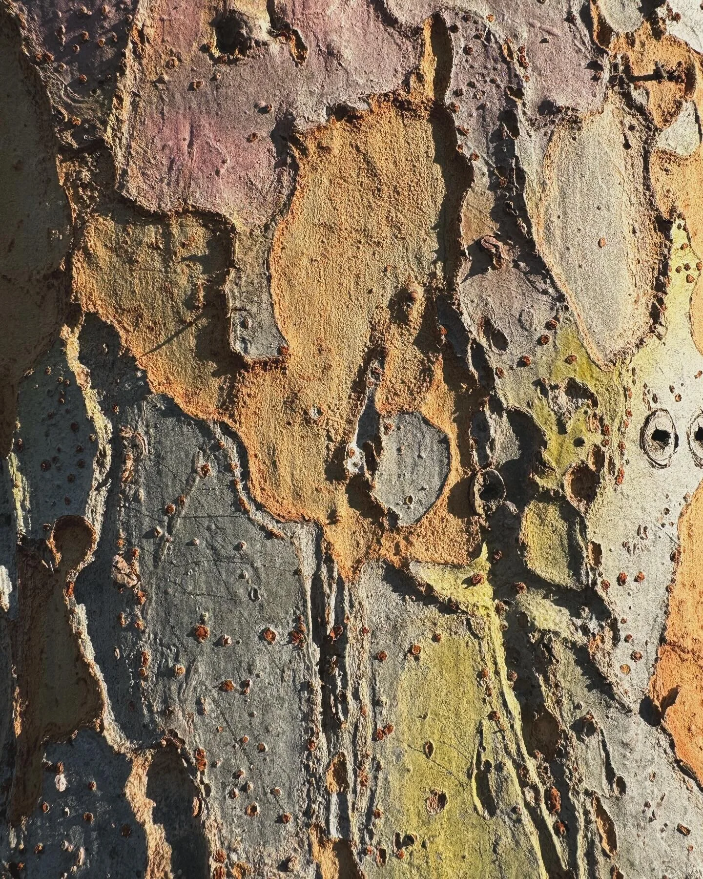 life lately feels quite like this bark. multicolored. peeling. grey orange green. rough and bumpy. but with smooth patches. layers and layers. peeling. change and growth, constantly. releasing. protecting. 

these last several months have been some o