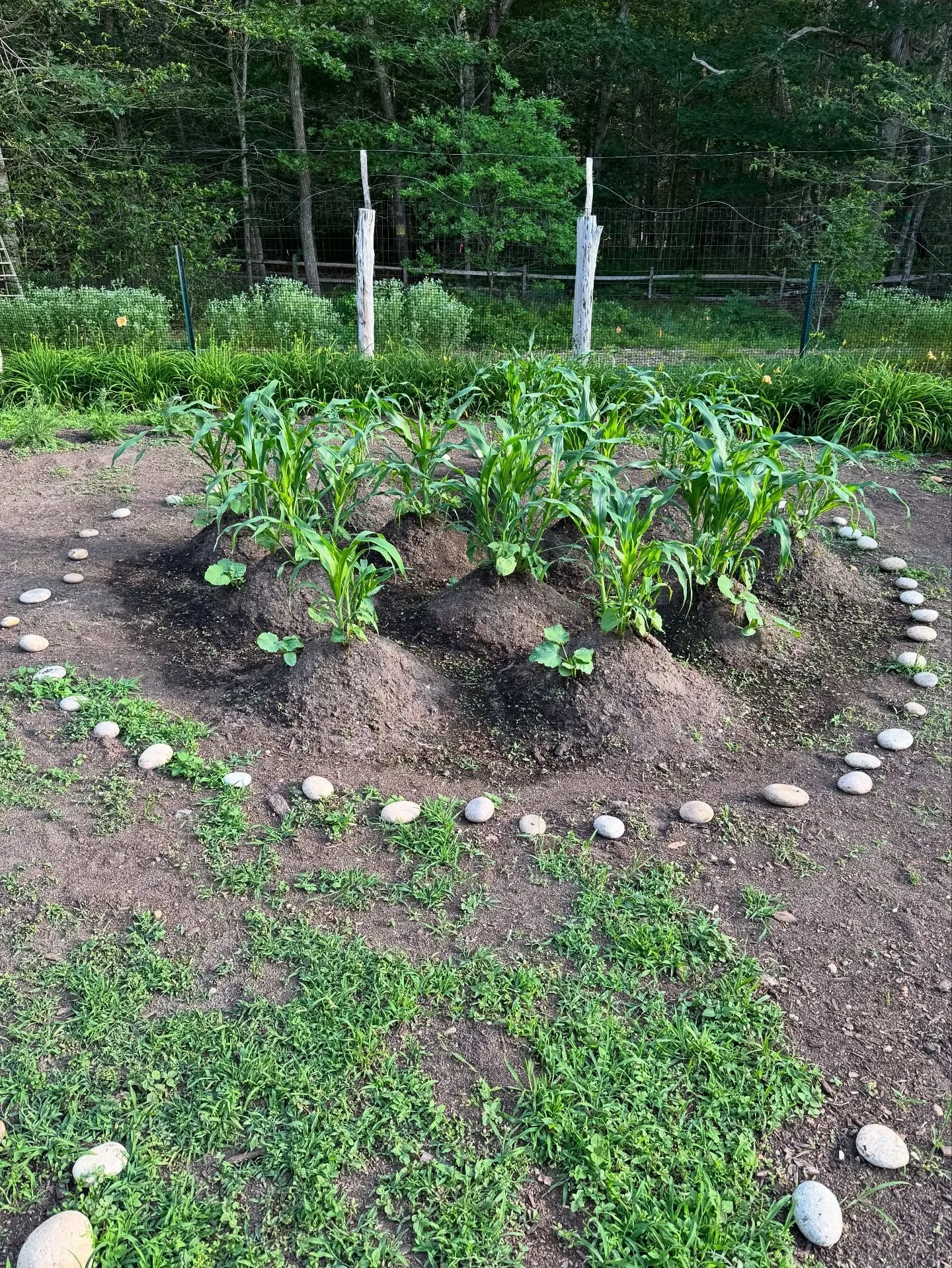 Earlier this summer at Stillpoint, five Wampanoag women planted a “three sisters” companion garden organized by the Aquinnah Cultural Center, a meaningful sign of the summer beginning to take shape. And the Martha’s Vineyard Commiss
