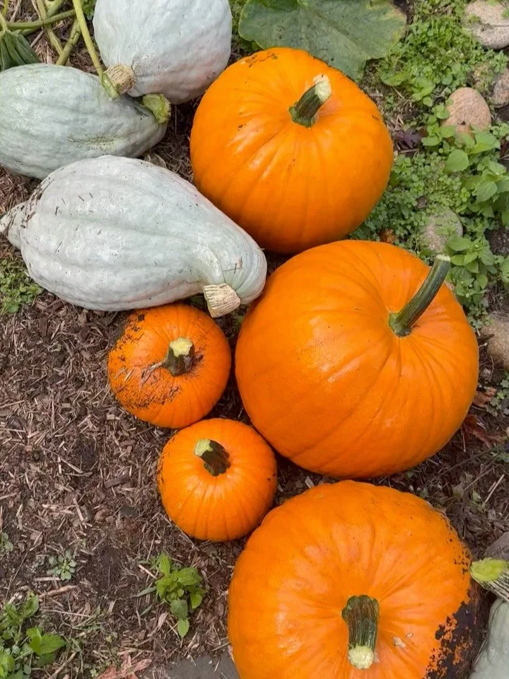 Last week, on a quiet fall morning, NaDaizja and Tysonnae (TAG from the Aquinnah Cultural Center) showed up to harvest the Three Sisters Garden that they had planted back in June.