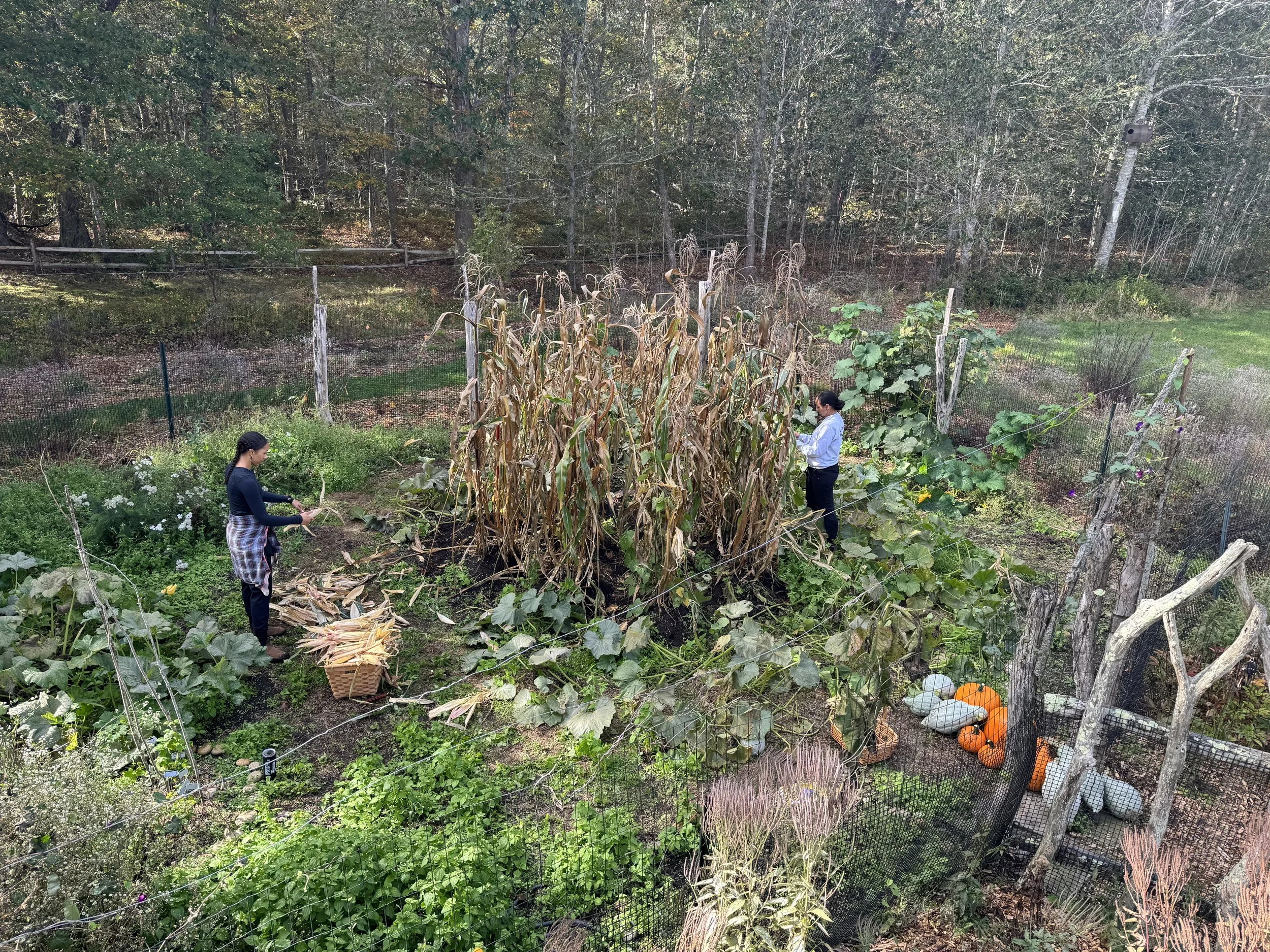 Harvesting of the "three sisters" garden