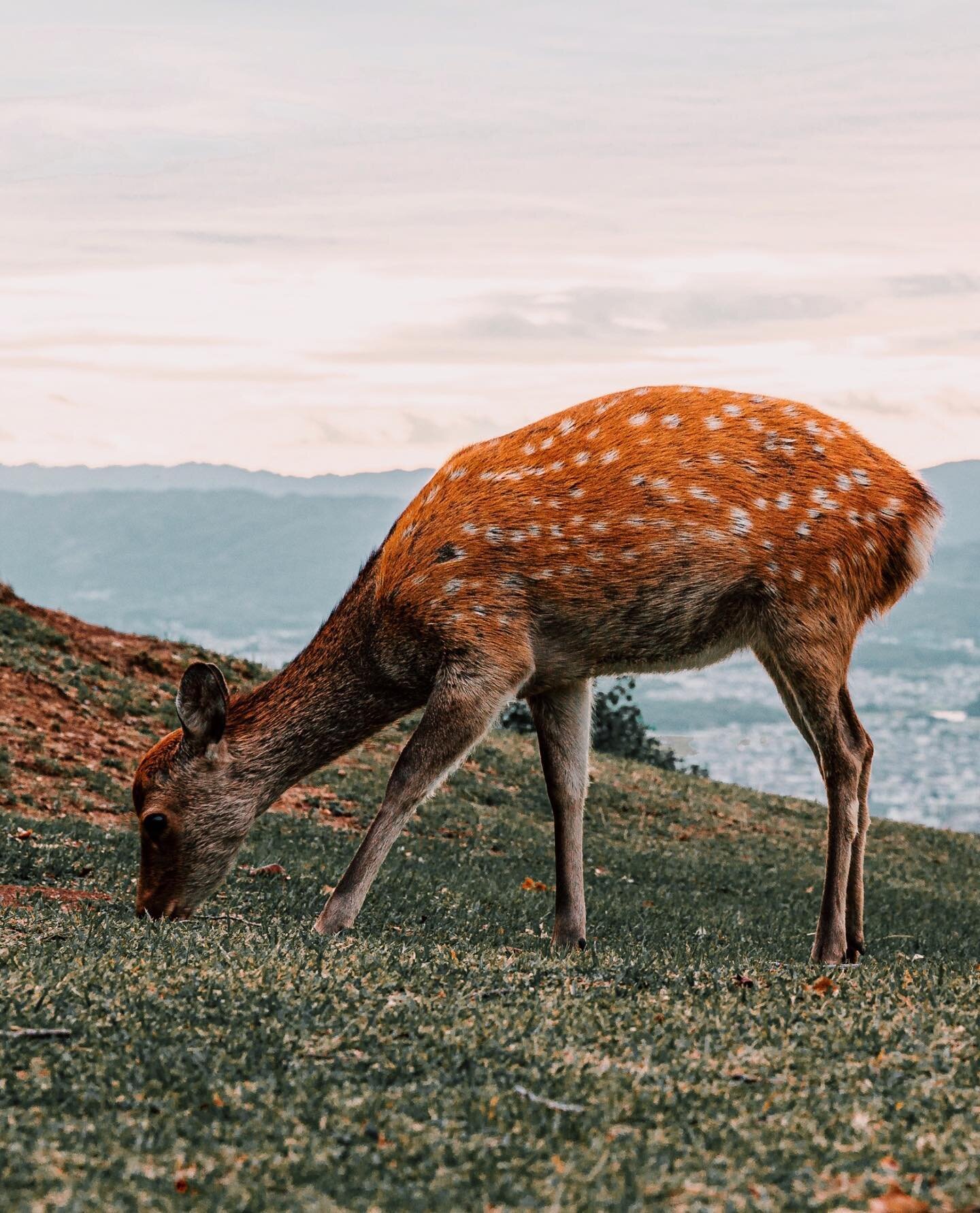 Oh deer 😱 I miss Japan. This was almost 4 years ago and that&rsquo;s depressing because how??? What an amazing country, people, history, and culture (not to mention the food 🤤). Be back soon bb. 

Side note, that texture tho 👀