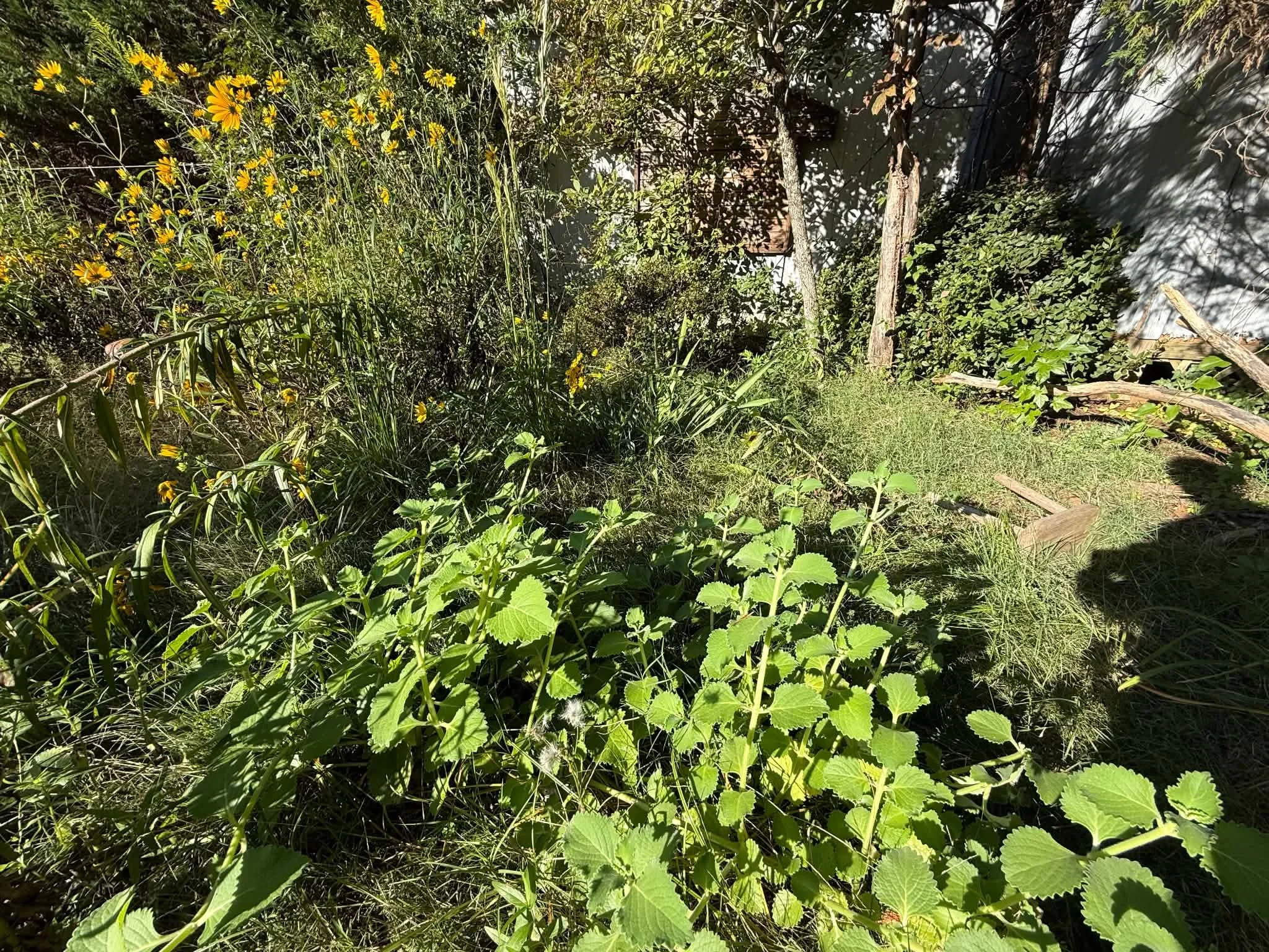 Ecological Polyculture: Rethinking the Way We Grow Our Food and Herbs