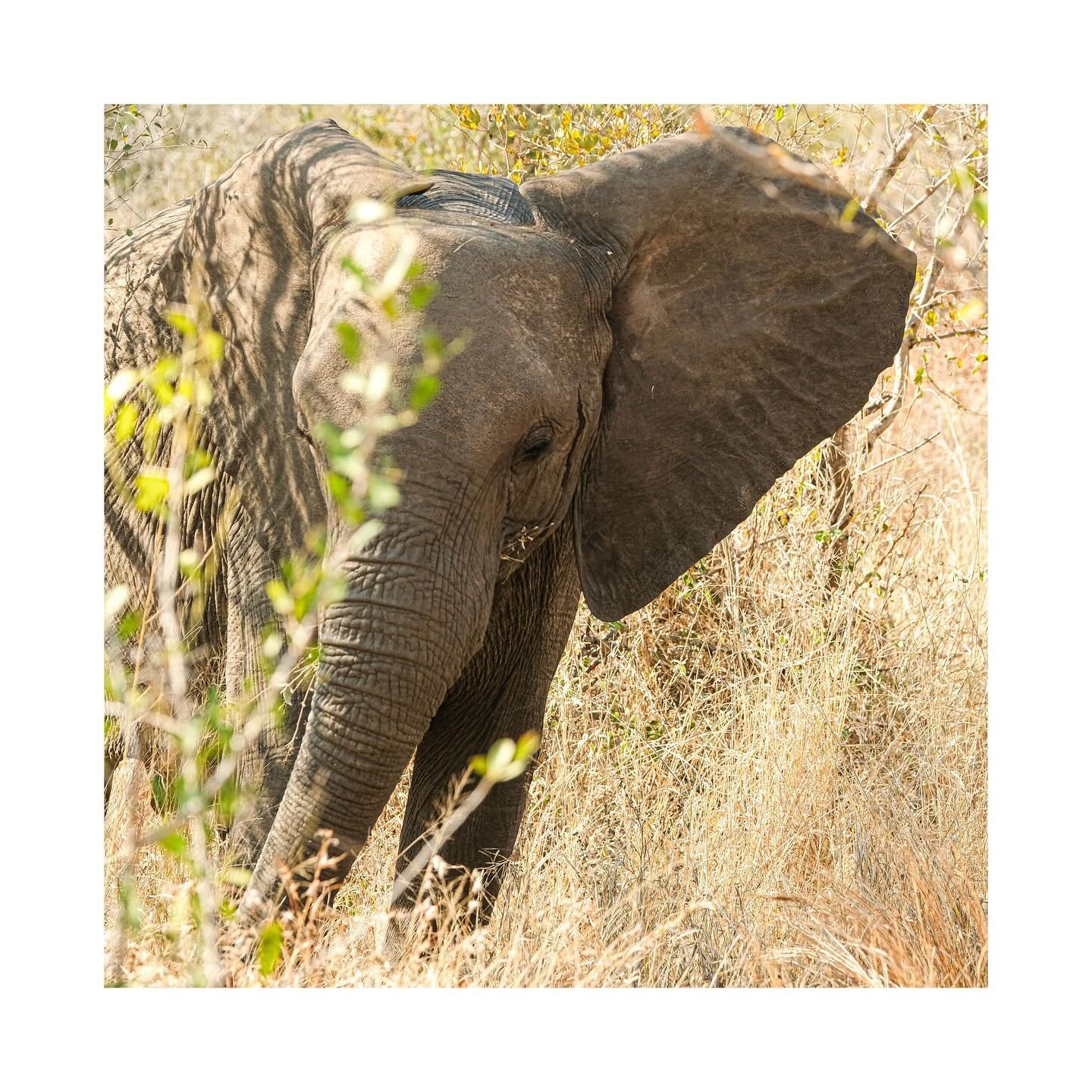 Did you know African elephants consume anywhere from 300 to 600 pounds of vegetation each day?

Watching them feed is a beautiful reminder of the power of slowing down. Every movement&mdash;whether they&rsquo;re stripping bark or gathering grasses&md
