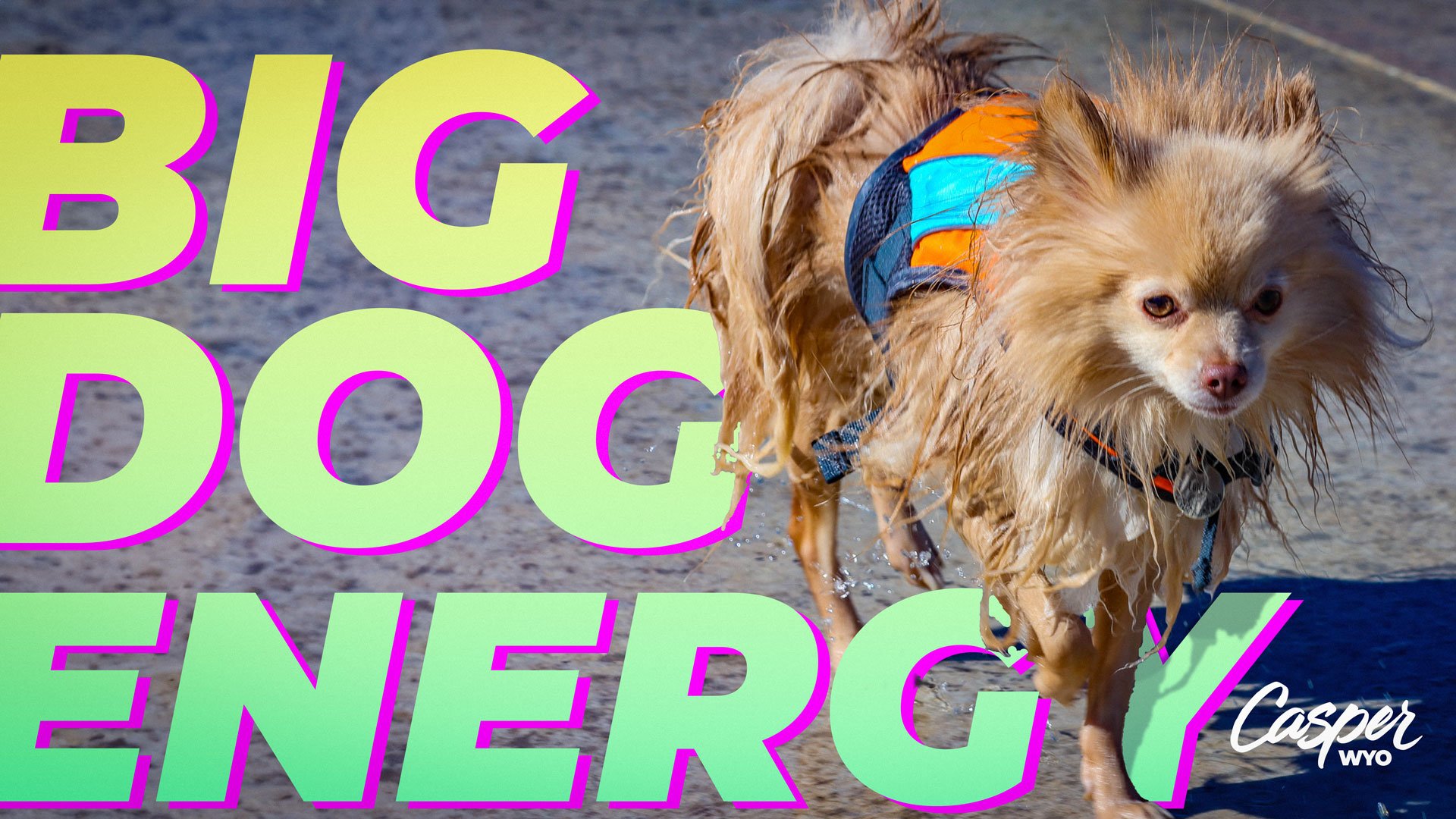 Kristophor Hutson Pooch Pool Party 2.jpg