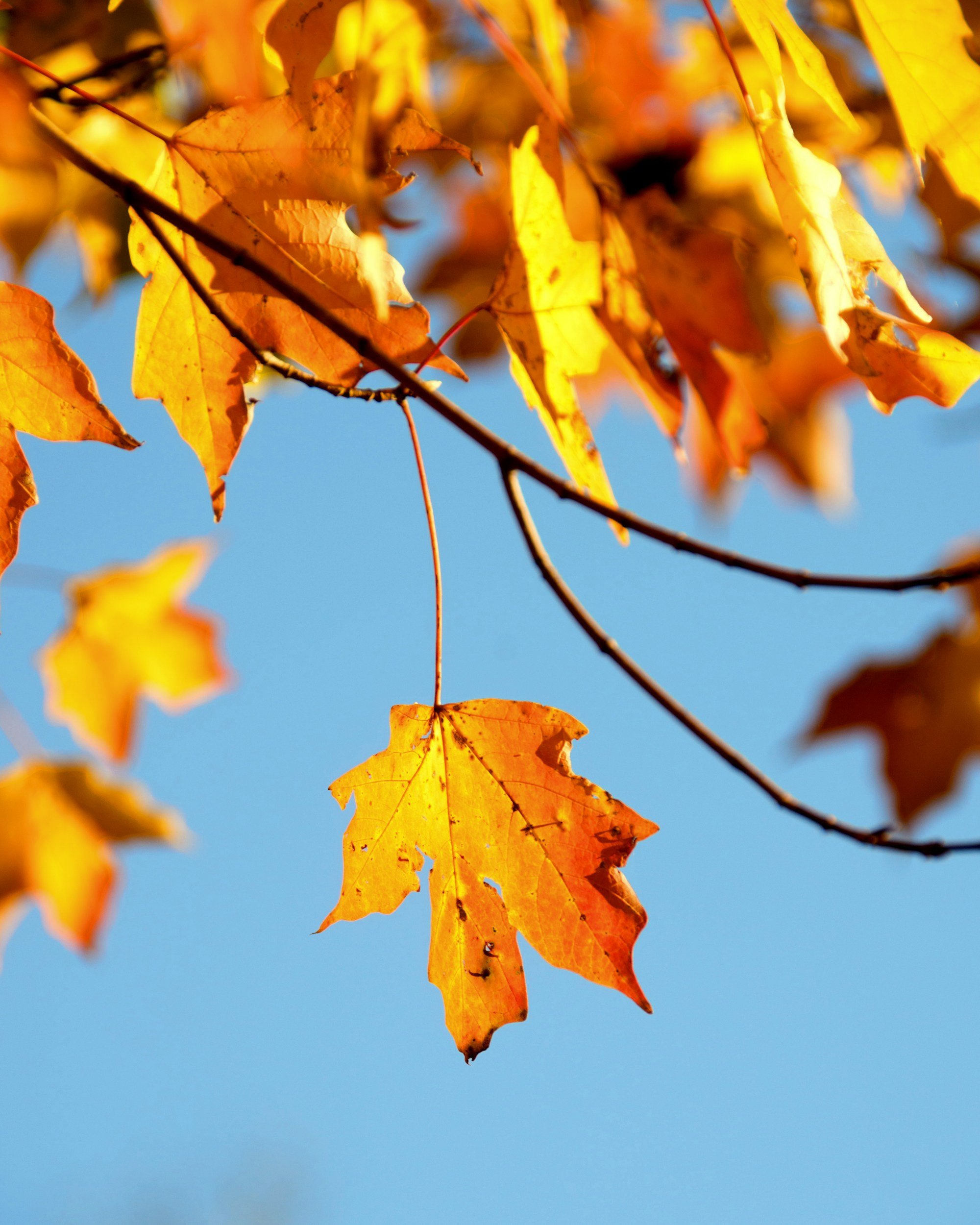 Why Fall Is One of the Best Times to Build a Pool, and Why Sierra Fiberglass Pools Builds Year-Round
