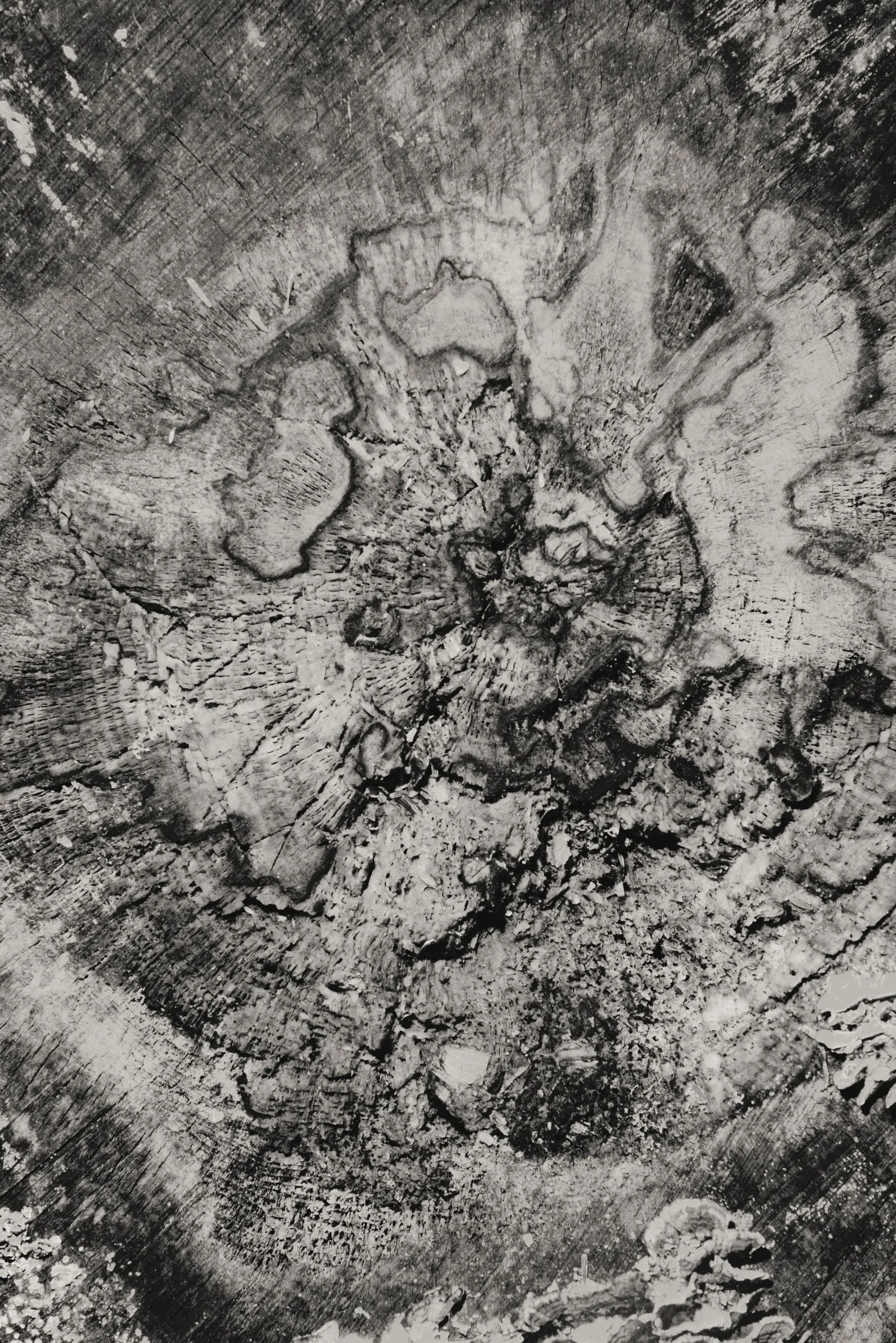 High-contrast black-and-white macro photograph of a tree-stump cross-section with growth rings and weathered textures, evoking time, decay, and natural memory.