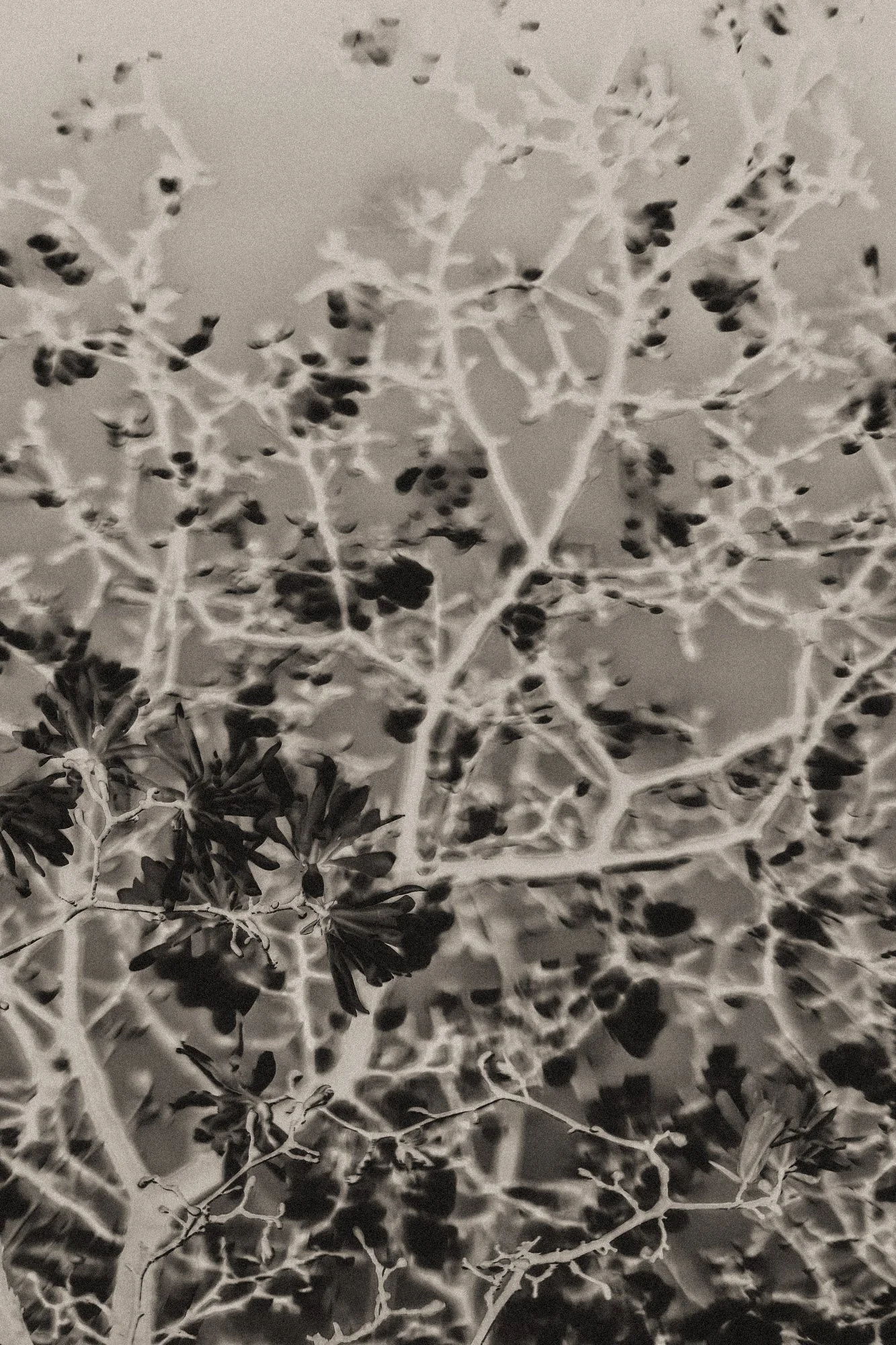 Monochrome negative botanical photograph of branching limbs and clustered leaves rendered as a bright vein-like network, emphasizing natural geometry, winter structure, and abstract organic pattern.