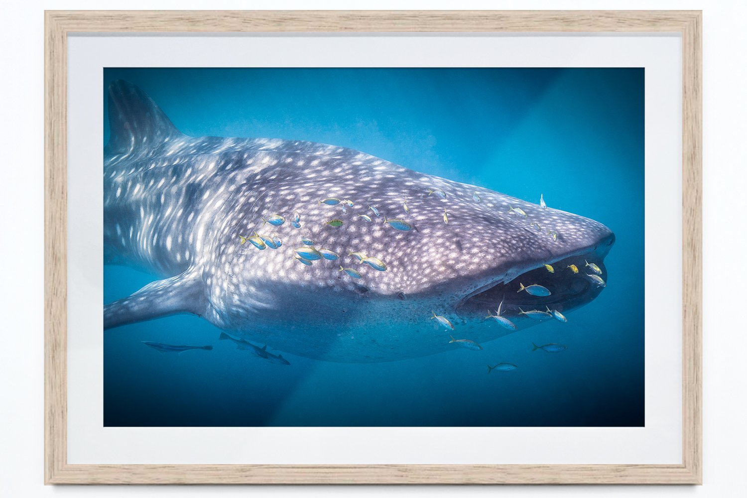 Rhincodon_OAK.jpg