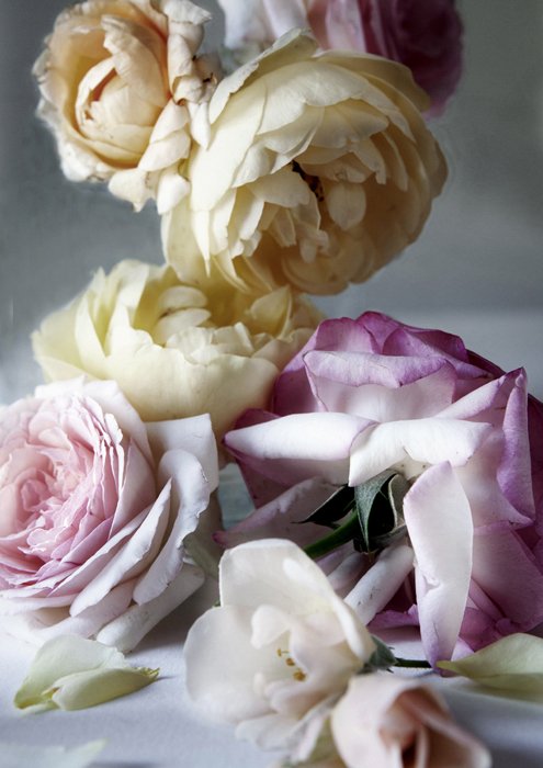 Roses, Lavender, Wisteria, Rosemary, Cherry, Anemones, ...