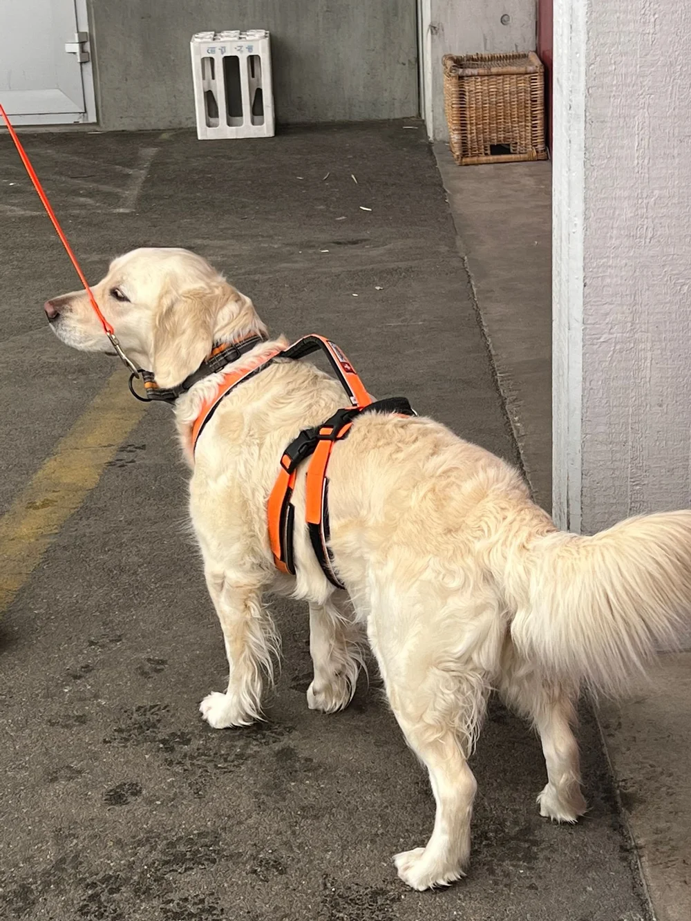 WhatsApp Image 2023-02-04 at 17.08.09.jpeg