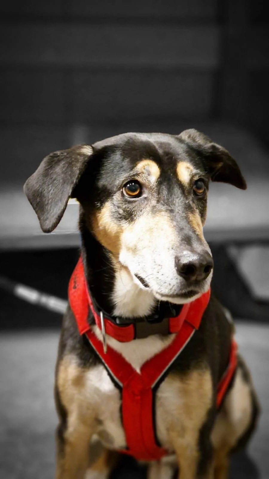 WhatsApp Image 2023-02-05 at 12.35.50 (1).jpeg