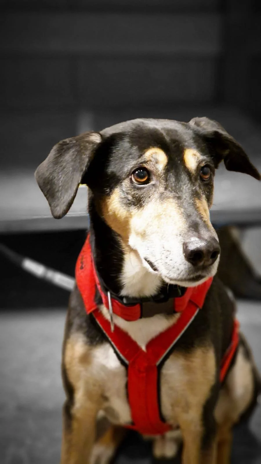 WhatsApp Image 2023-02-05 at 12.35.51.jpeg