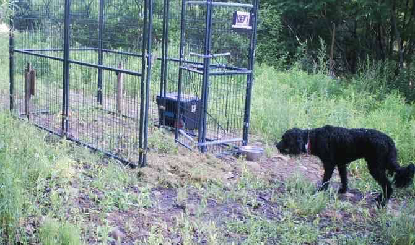 How to Build a Missy Trap  Losing a dog, Animal traps, Dog search
